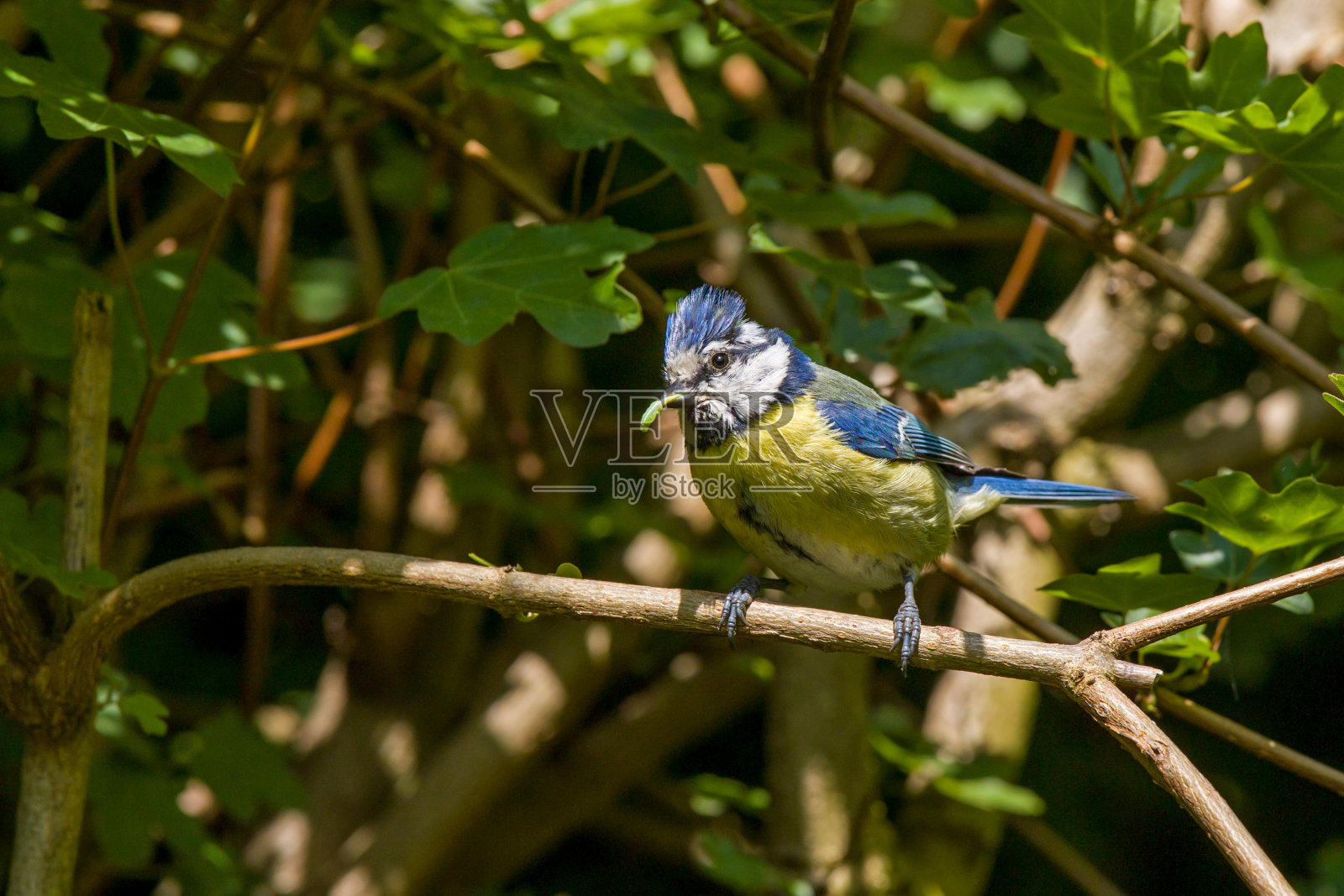 一只蓝色的山雀挂在树枝上，嘴里叼着一只绿色的大毛毛虫照片摄影图片