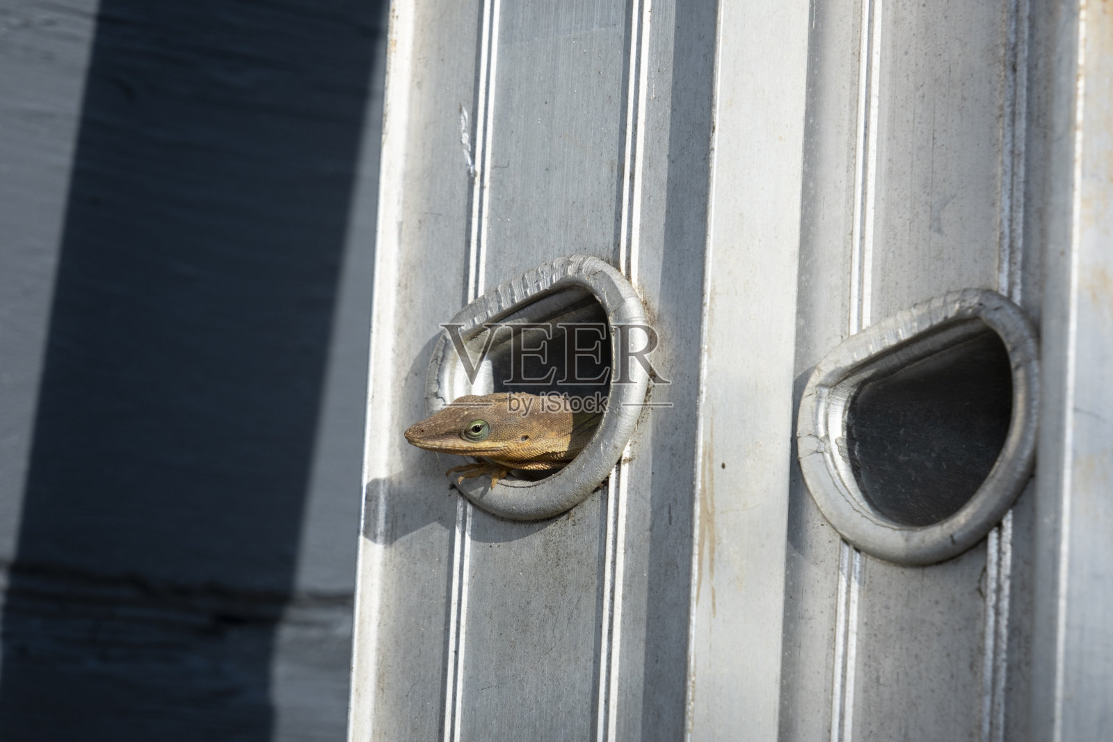 梯子上的小蜥蜴照片摄影图片