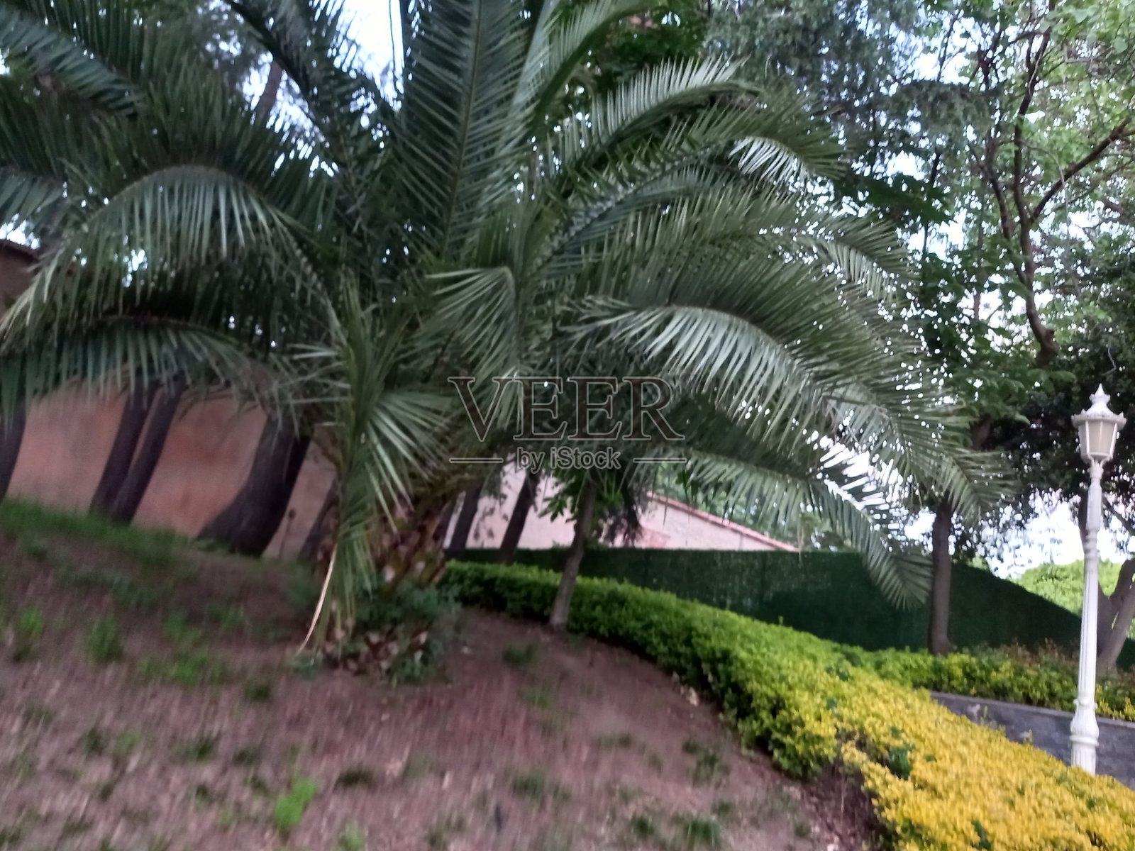 Çiçek ye<e:1> yaprak guzel照片摄影图片