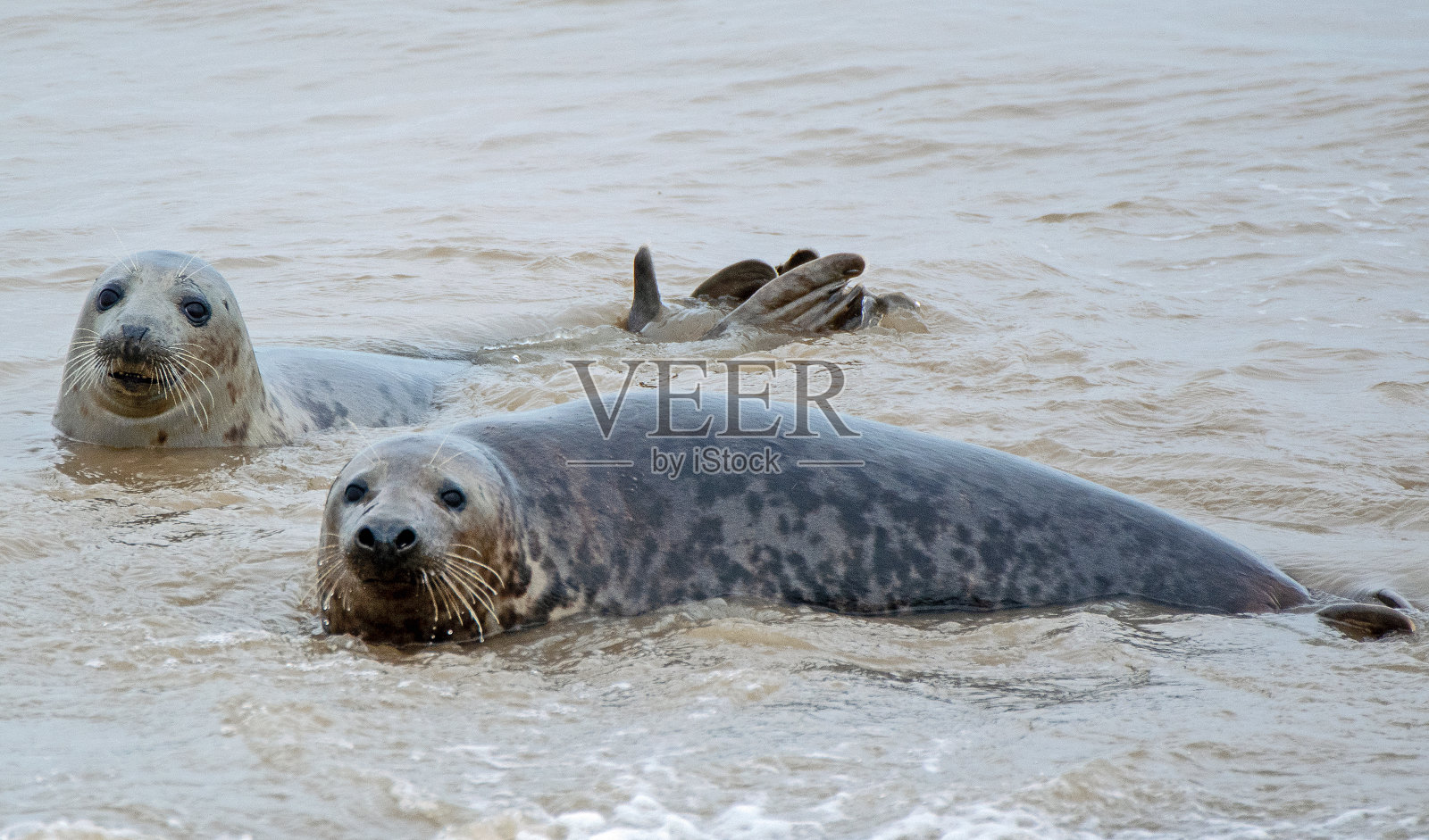 两只灰色的海豹在海里照片摄影图片