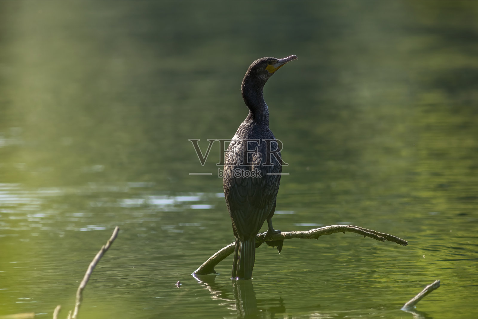 伟大的鸬鹚照片摄影图片