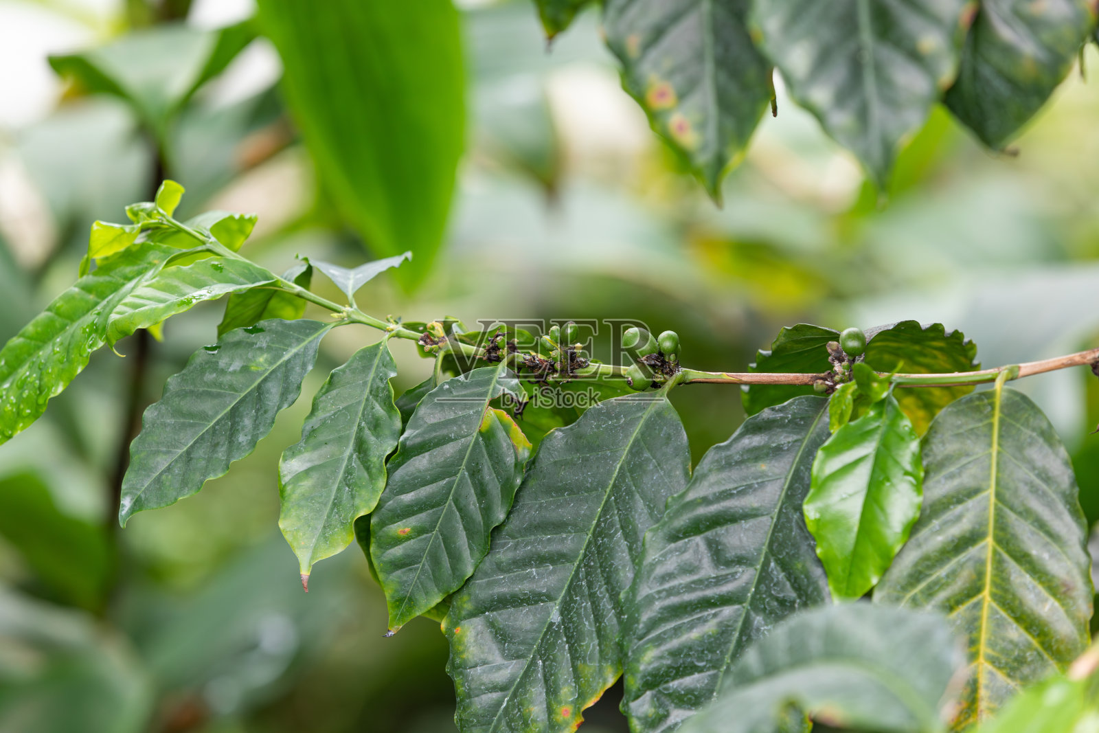 新鲜的咖啡树绿叶。阿拉比卡咖啡，咖啡浆果照片摄影图片
