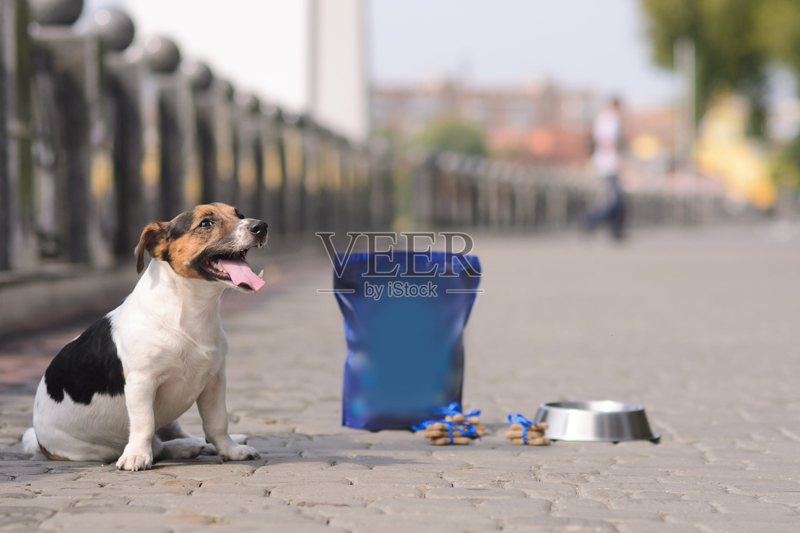 小狗坐在人行道上照片摄影图片