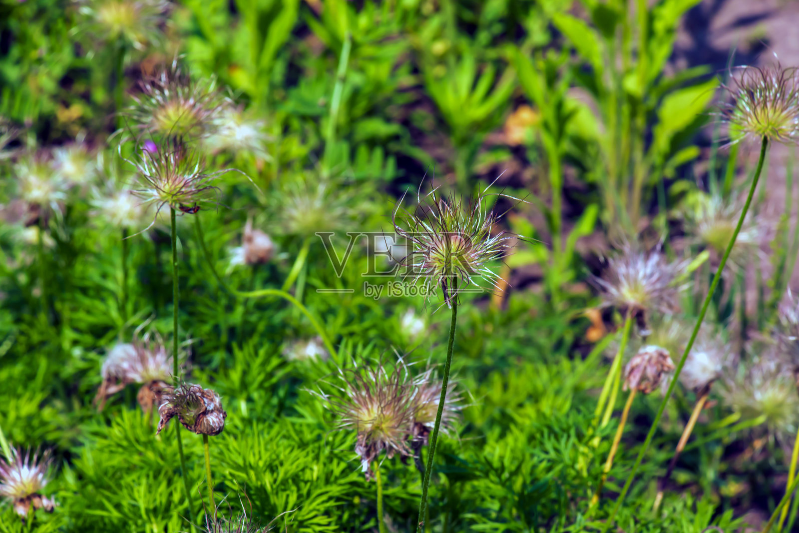 白头翁丝质种子头的特写照片摄影图片