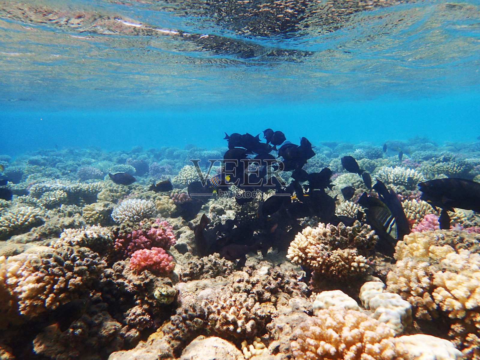 埃及马卡迪湾的珊瑚礁照片摄影图片