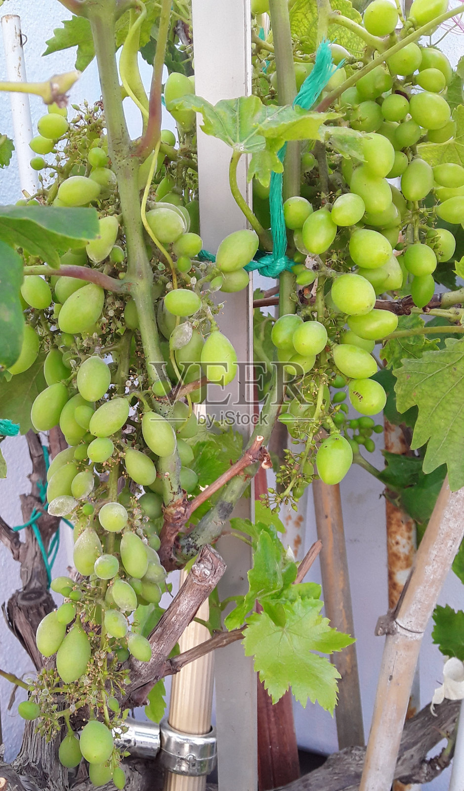 开花的藤蔓。照片摄影图片