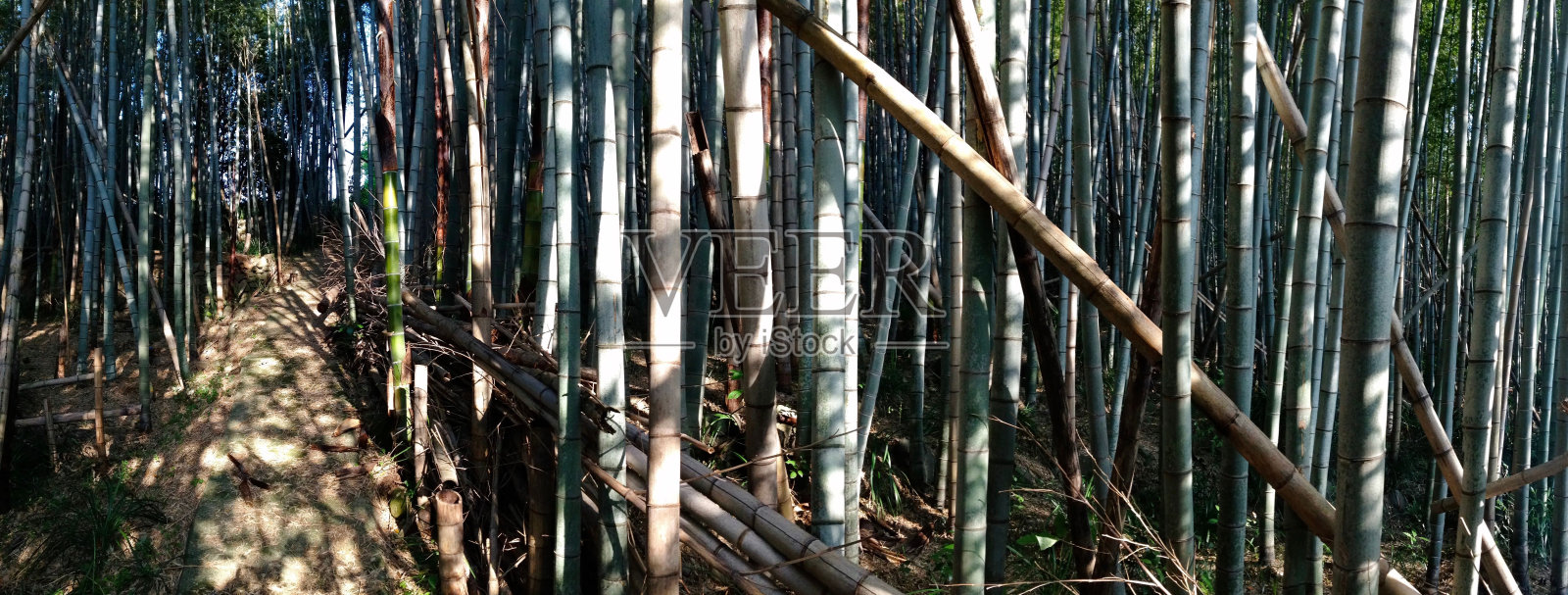 森林里有茂密的竹林照片摄影图片