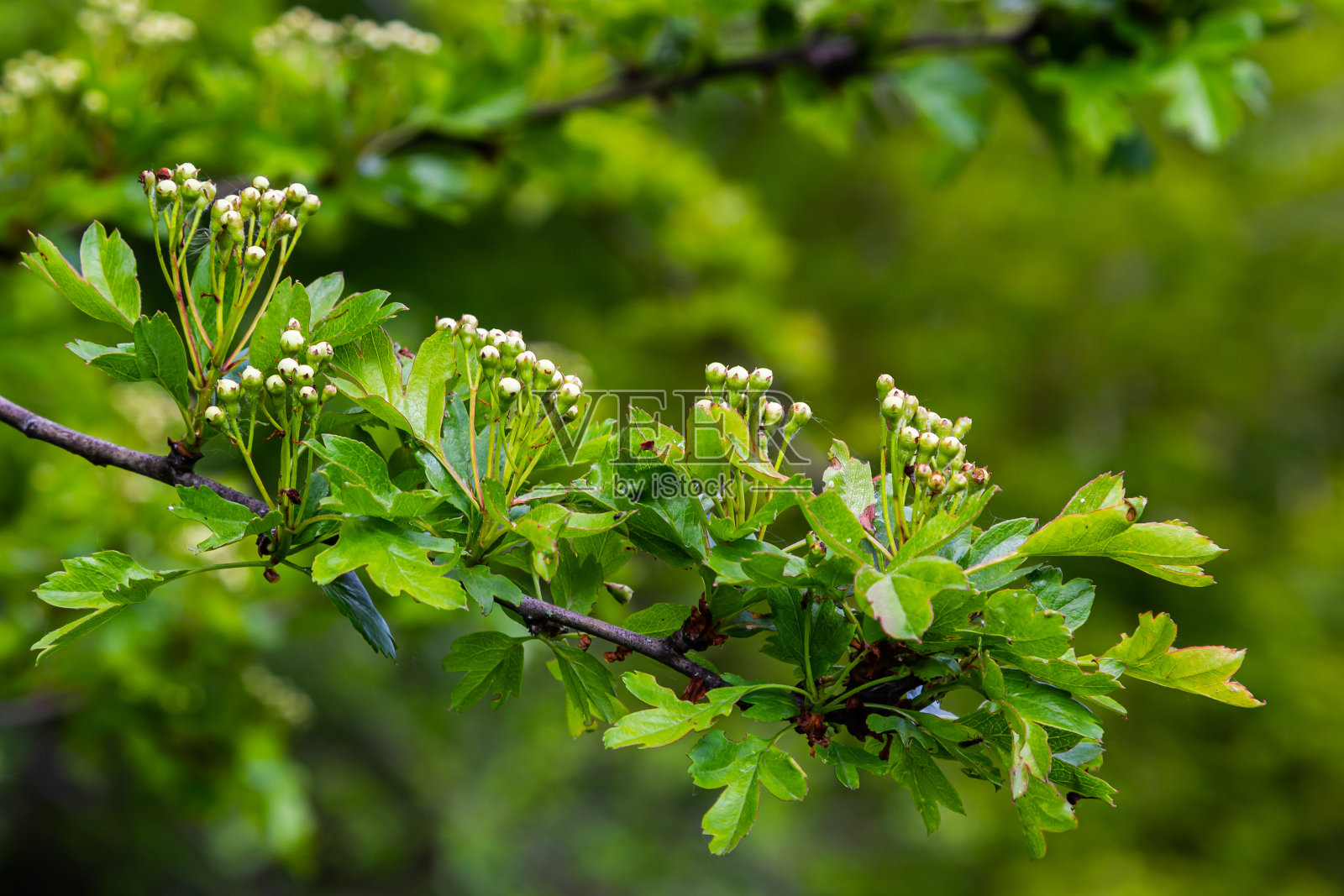 常见的山楂或一粒山楂山楂春天新鲜的绿色叶子照片摄影图片