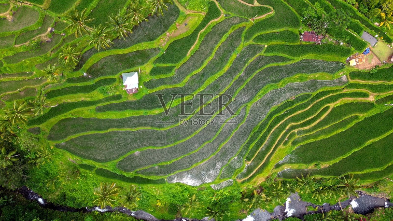 巴厘岛蒙都克的稻田。印尼人。照片摄影图片