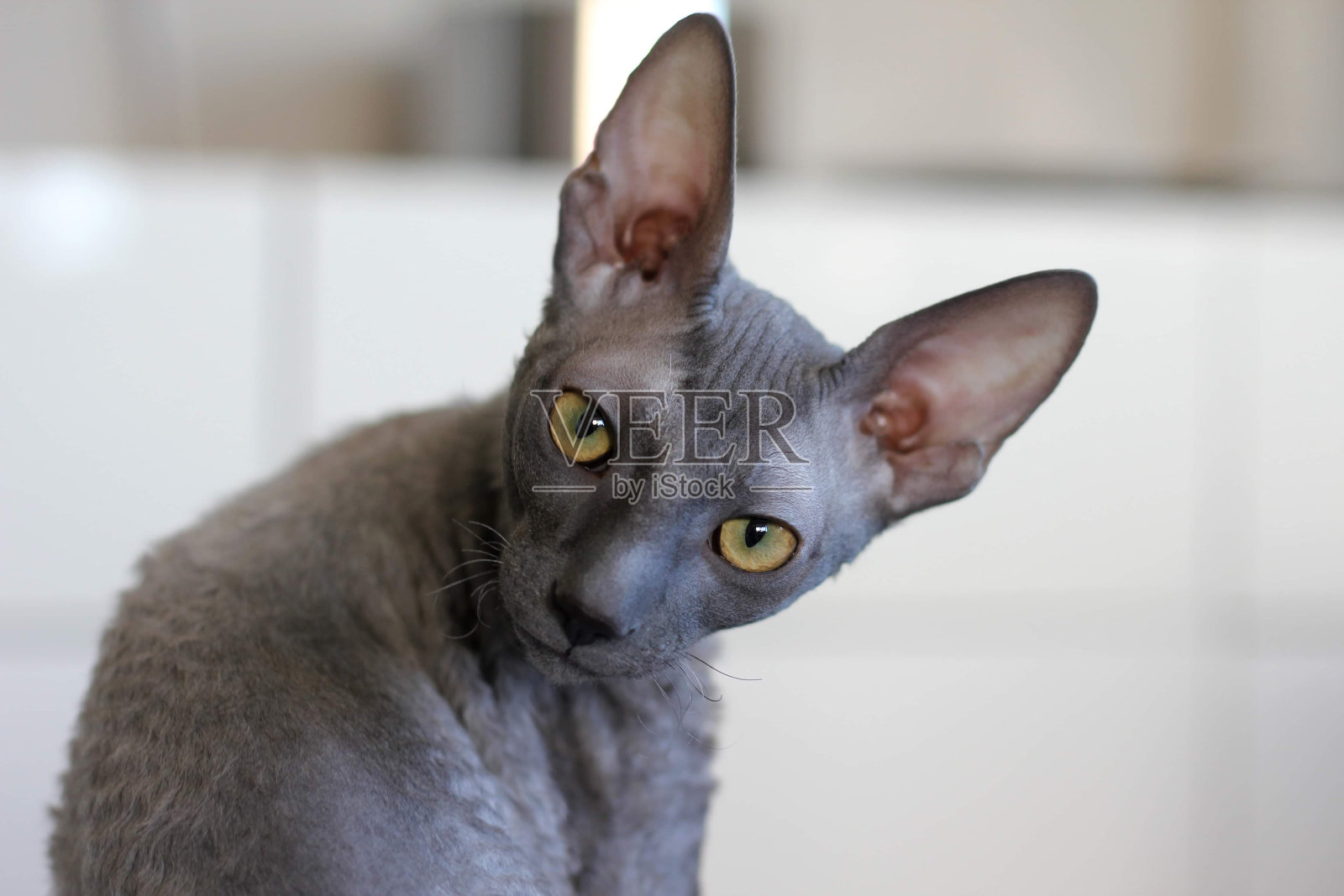 康沃尔雷克斯猫Göthe照片摄影图片