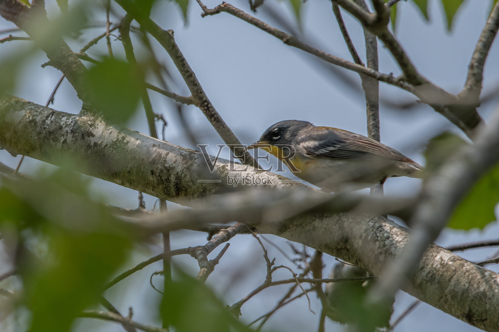 在树枝上的北方松果。照片摄影图片
