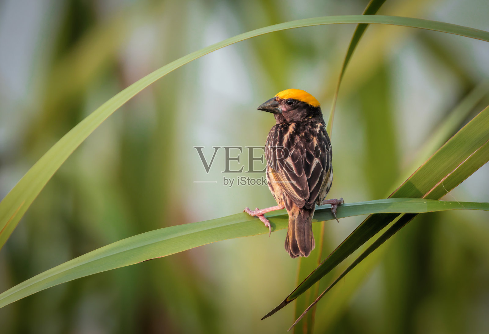 韦弗。照片摄影图片