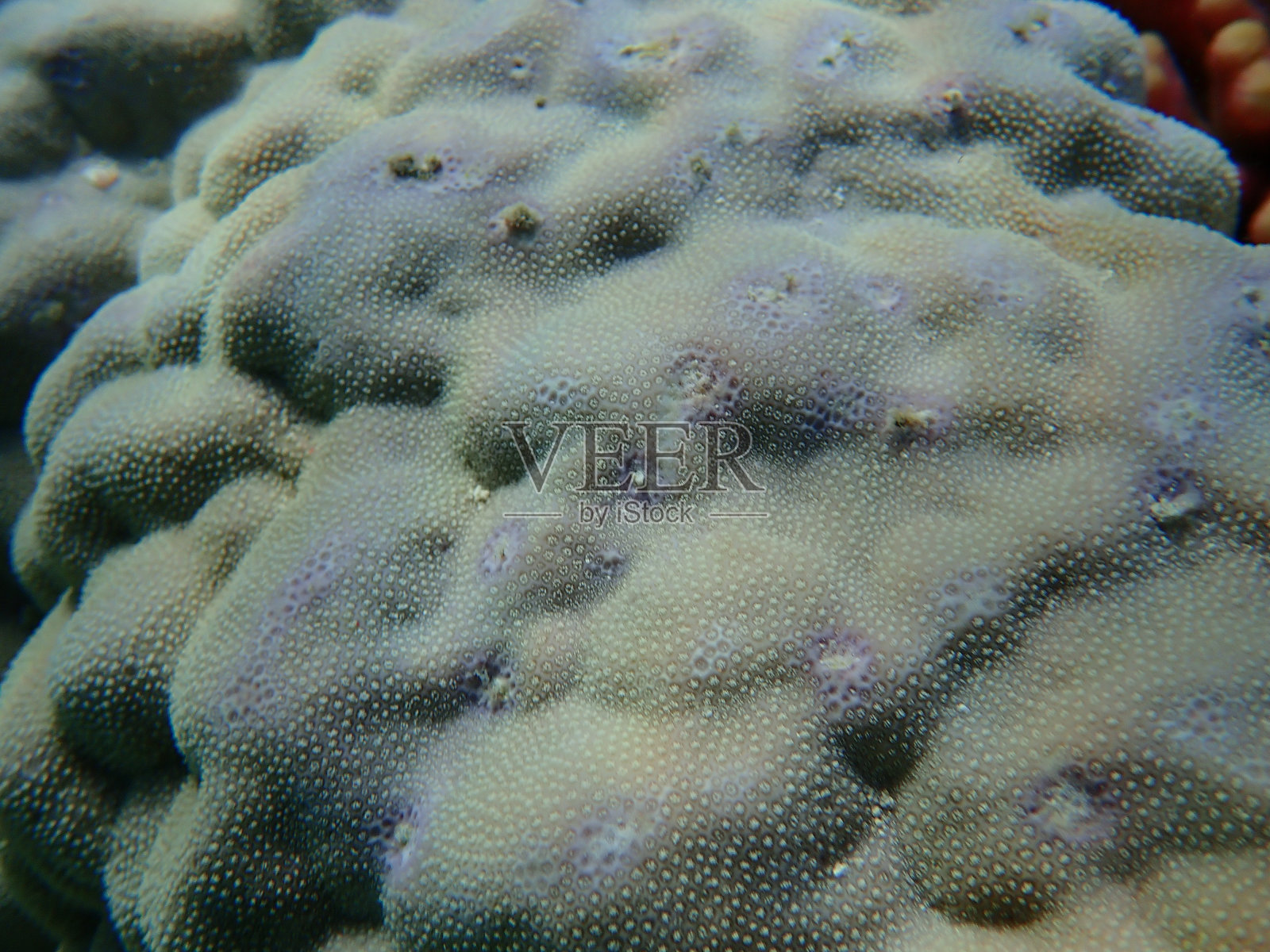 红海海底的驼峰珊瑚或脑纹珊瑚照片摄影图片