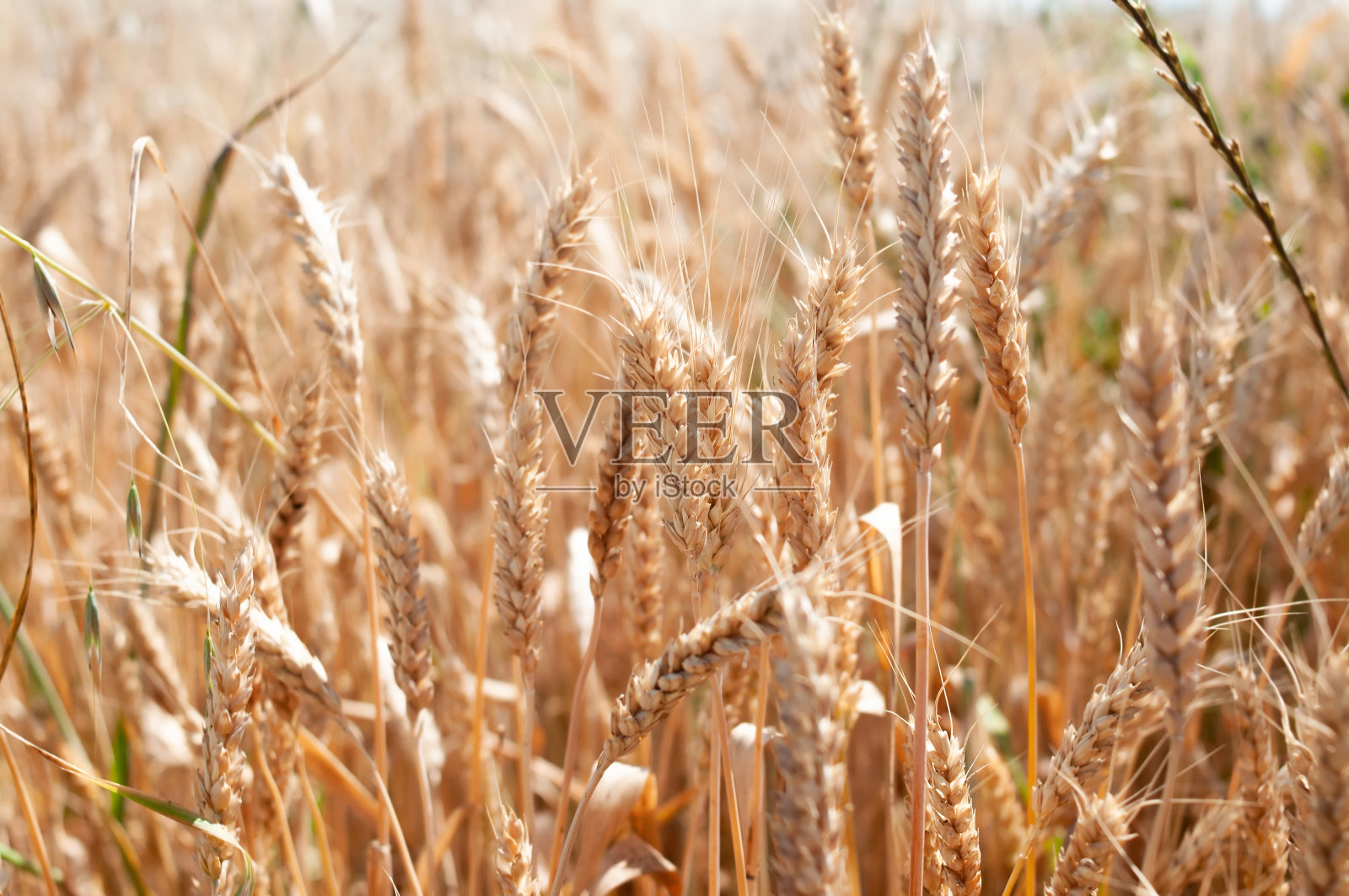 麦田，小穗。夏天,收获。乌克兰照片摄影图片