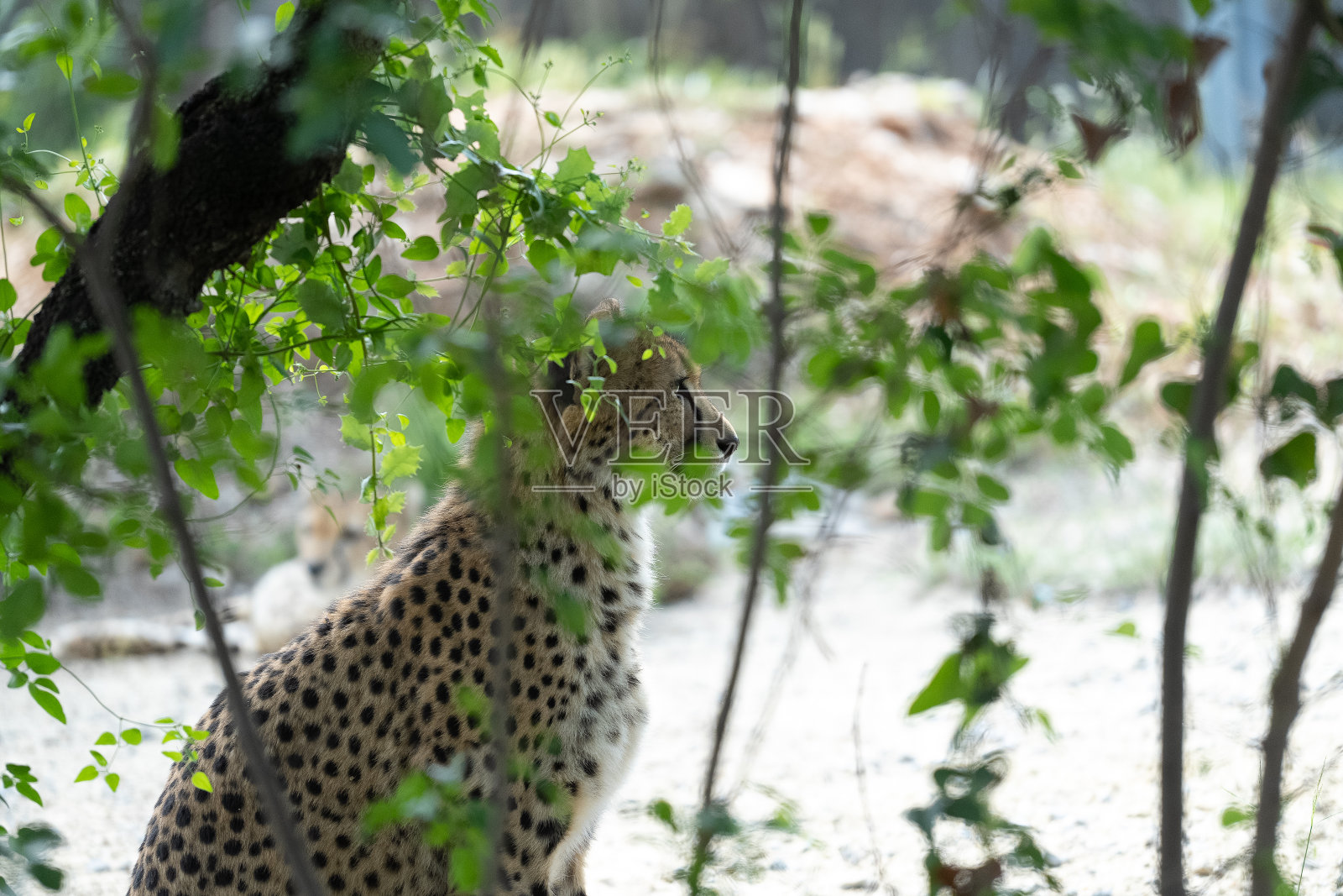 猎豹照片摄影图片