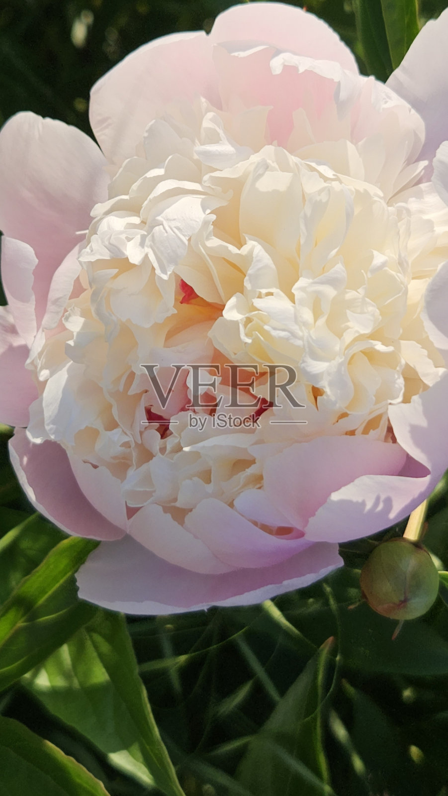 牡丹脸红照片摄影图片