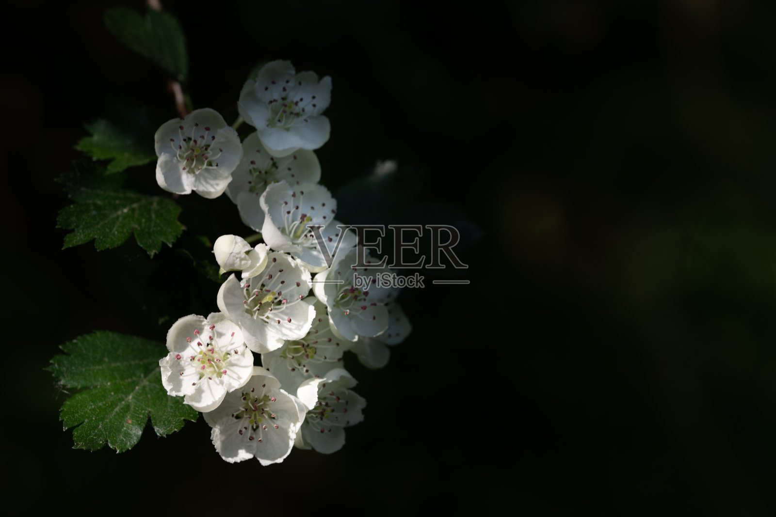 春天，树上开着白花。开花的树枝从阴影中伸出来。背景为深色，留出文字空间照片摄影图片