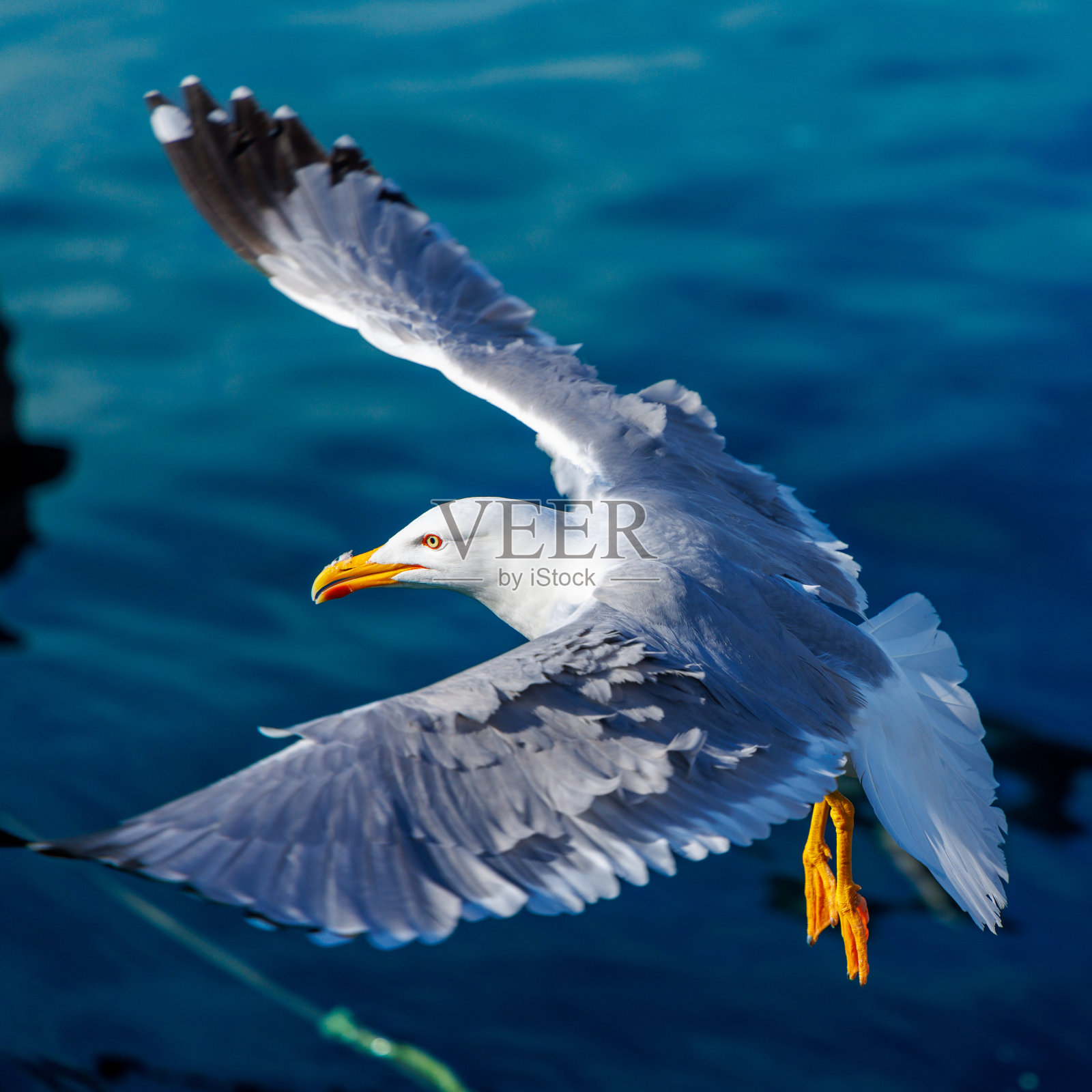 海鸥在海洋上飞翔的肖像照片摄影图片