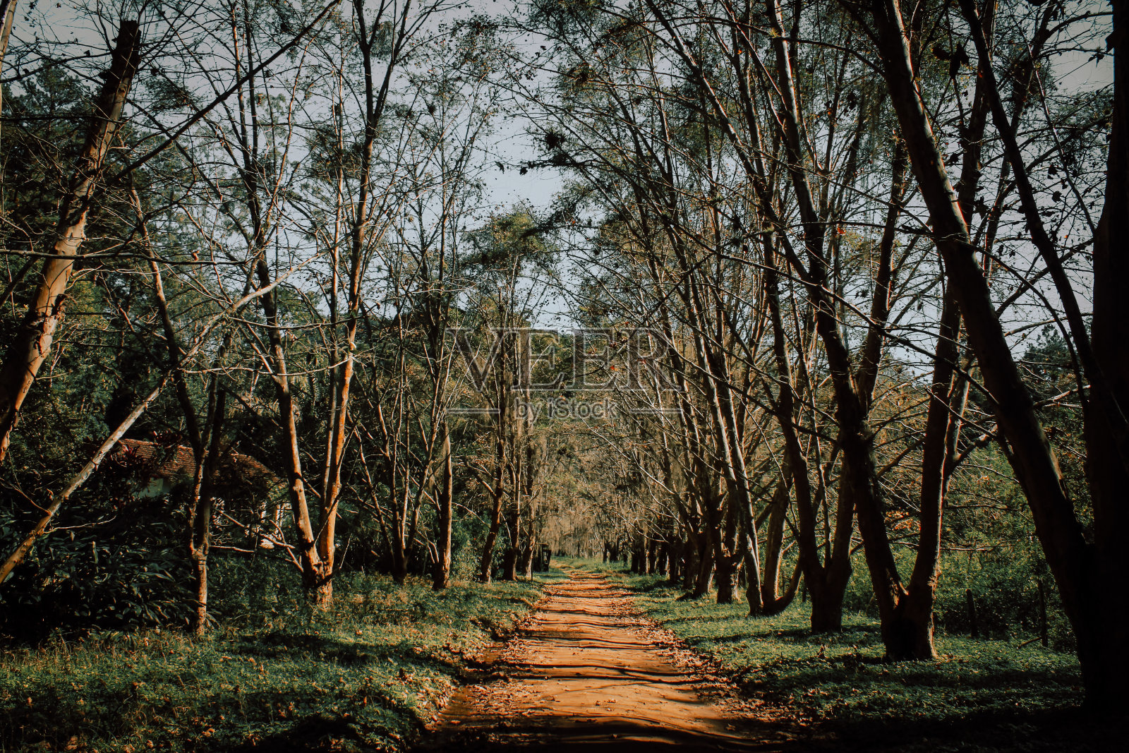 有树的土路照片摄影图片
