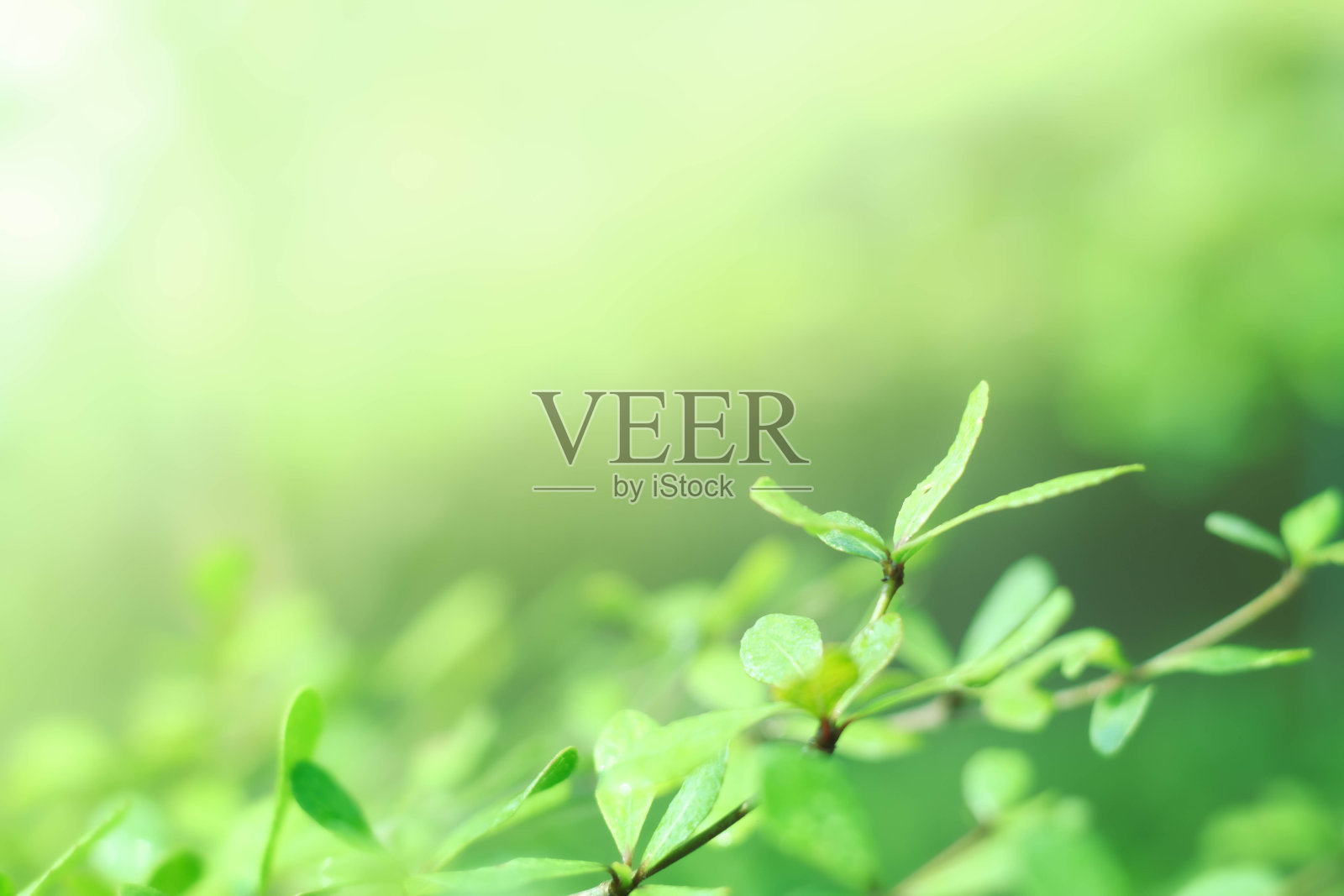 森林中模糊的自然绿化散景背景与复制空间使用自然绿色植物作为背景景观，生态，新鲜的壁纸概念。照片摄影图片