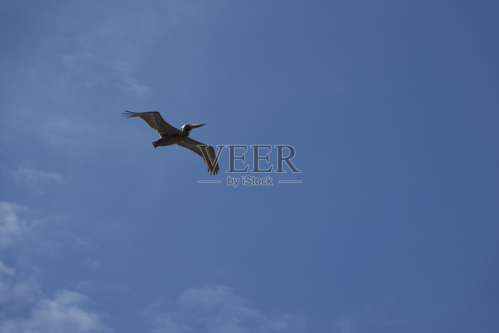 沿着海岸迁徙的加利福尼亚褐鹈鹕照片摄影图片