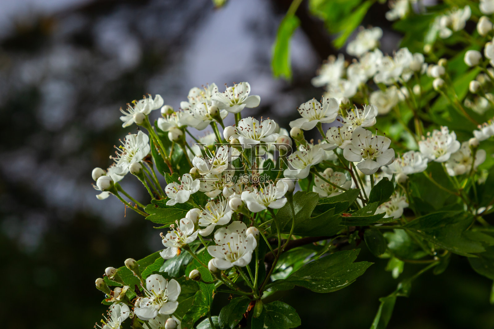 在草药和药用植物花园中拍摄的山楂枝或山楂枝的特写，背景模糊照片摄影图片