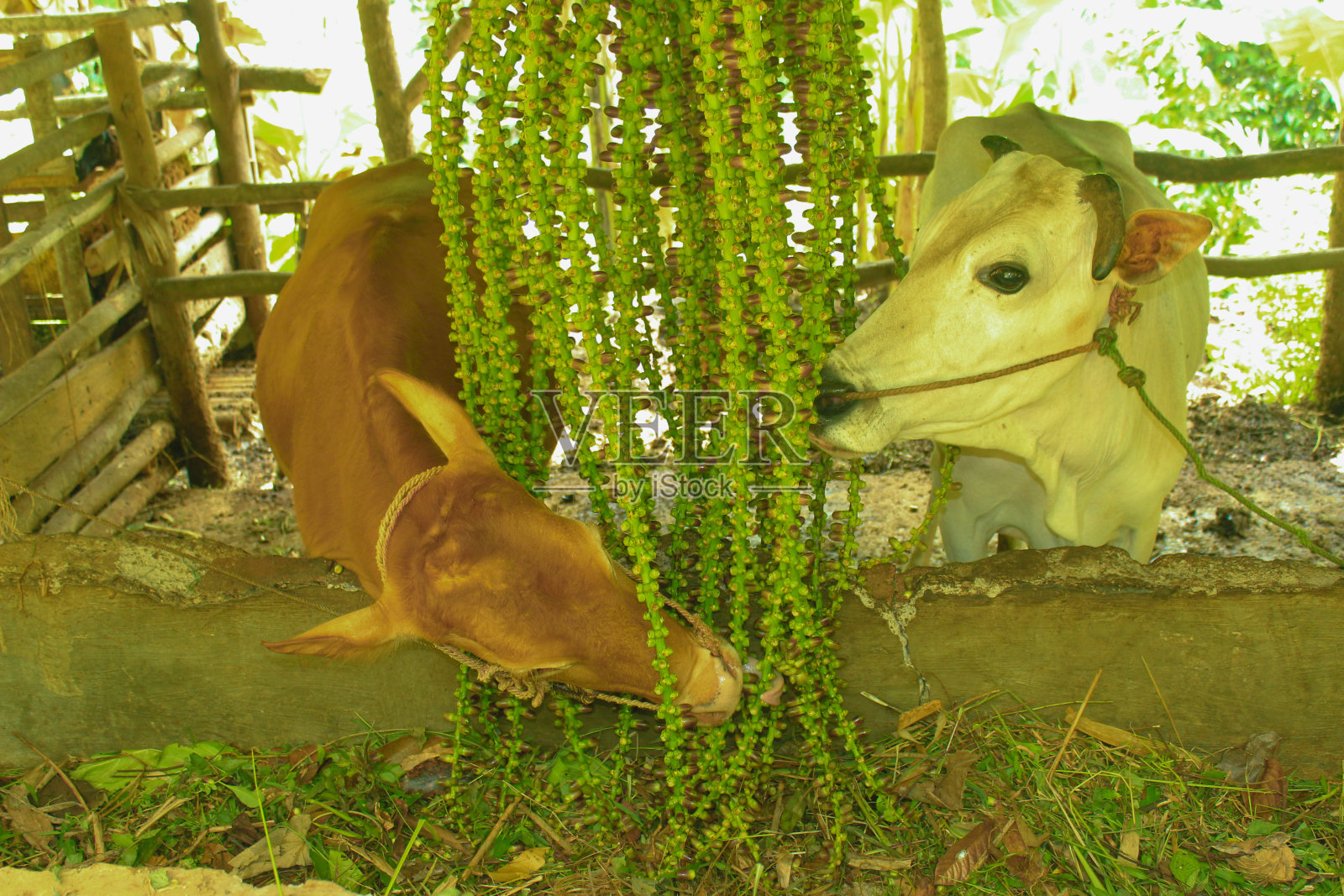 喂白牛和棕色牛照片摄影图片