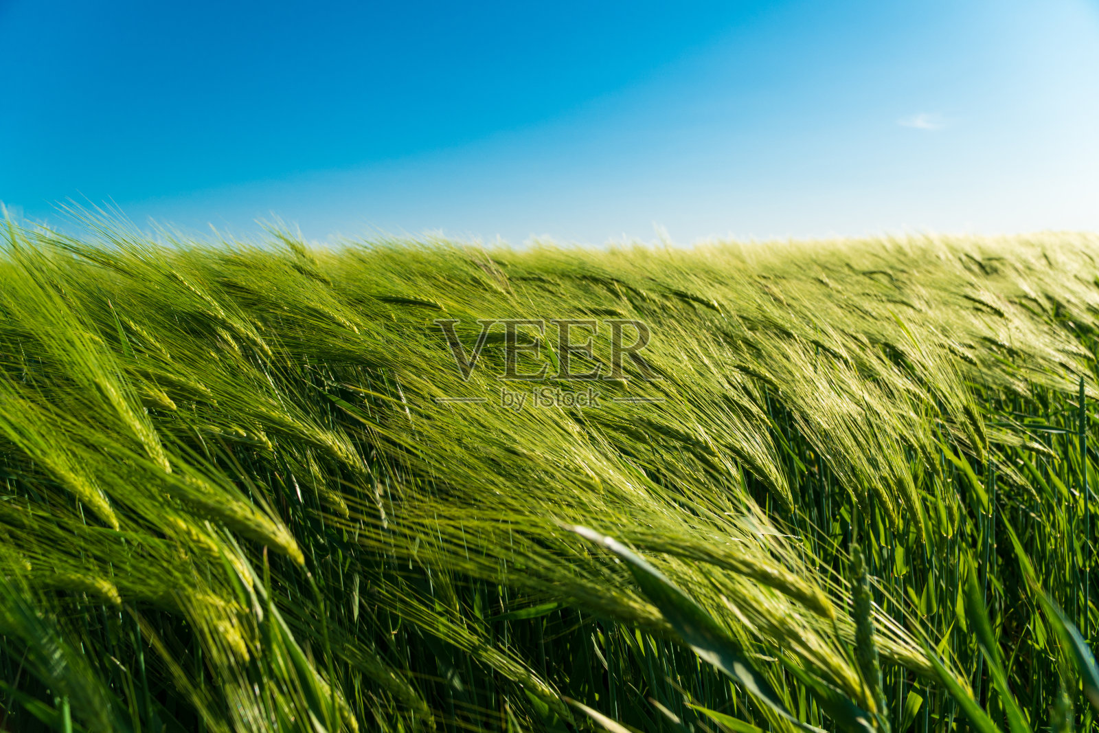 夏日里的黑麦田和蓝天。新鲜的绿黑麦。日益增长的黑麦。农业业务。农业场景照片摄影图片