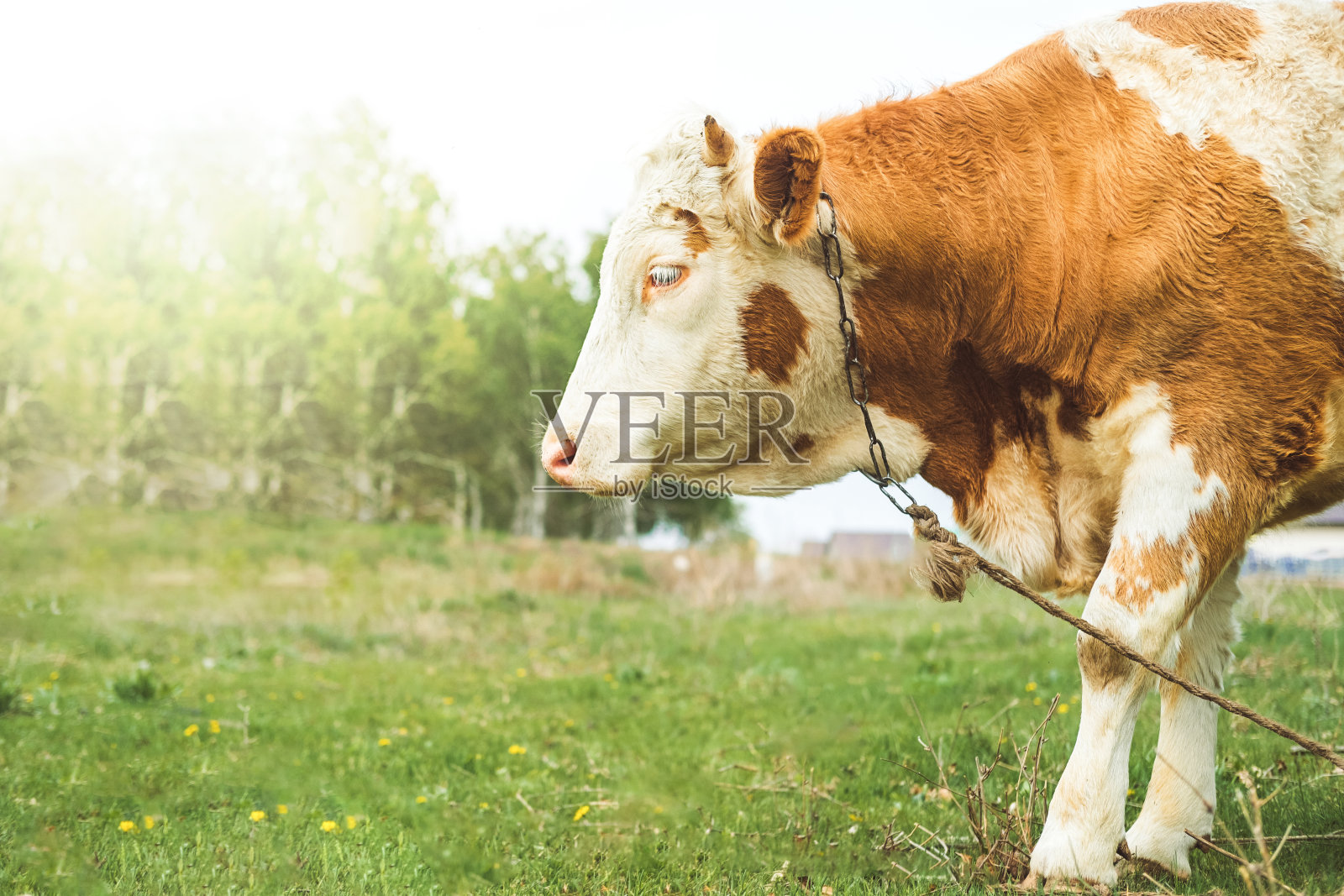 一头长着红色斑点的牛在绿色的草地上吃草。有角的大型哺乳动物。照片摄影图片