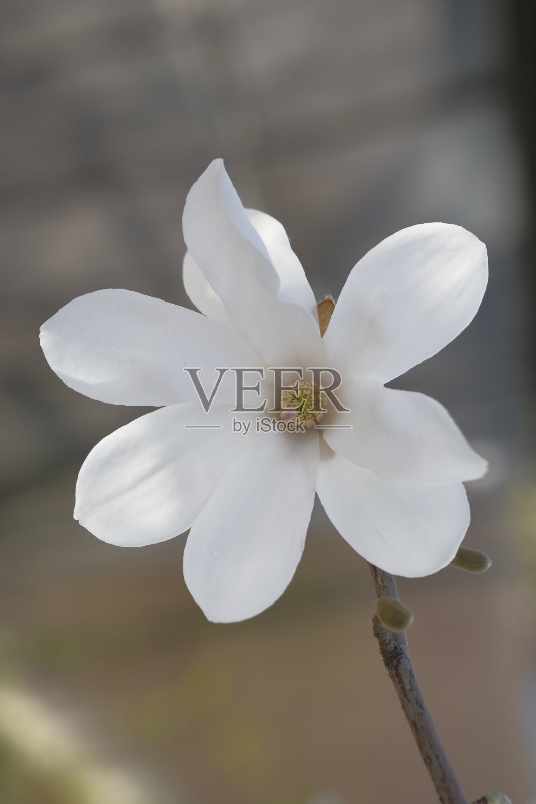 白玉兰花在春天的绿色背景。照片摄影图片