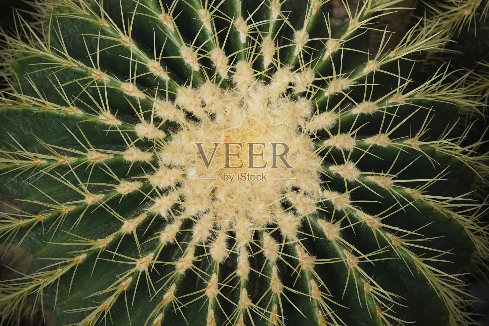 金桶仙人掌;俯视图;自然背景照片摄影图片