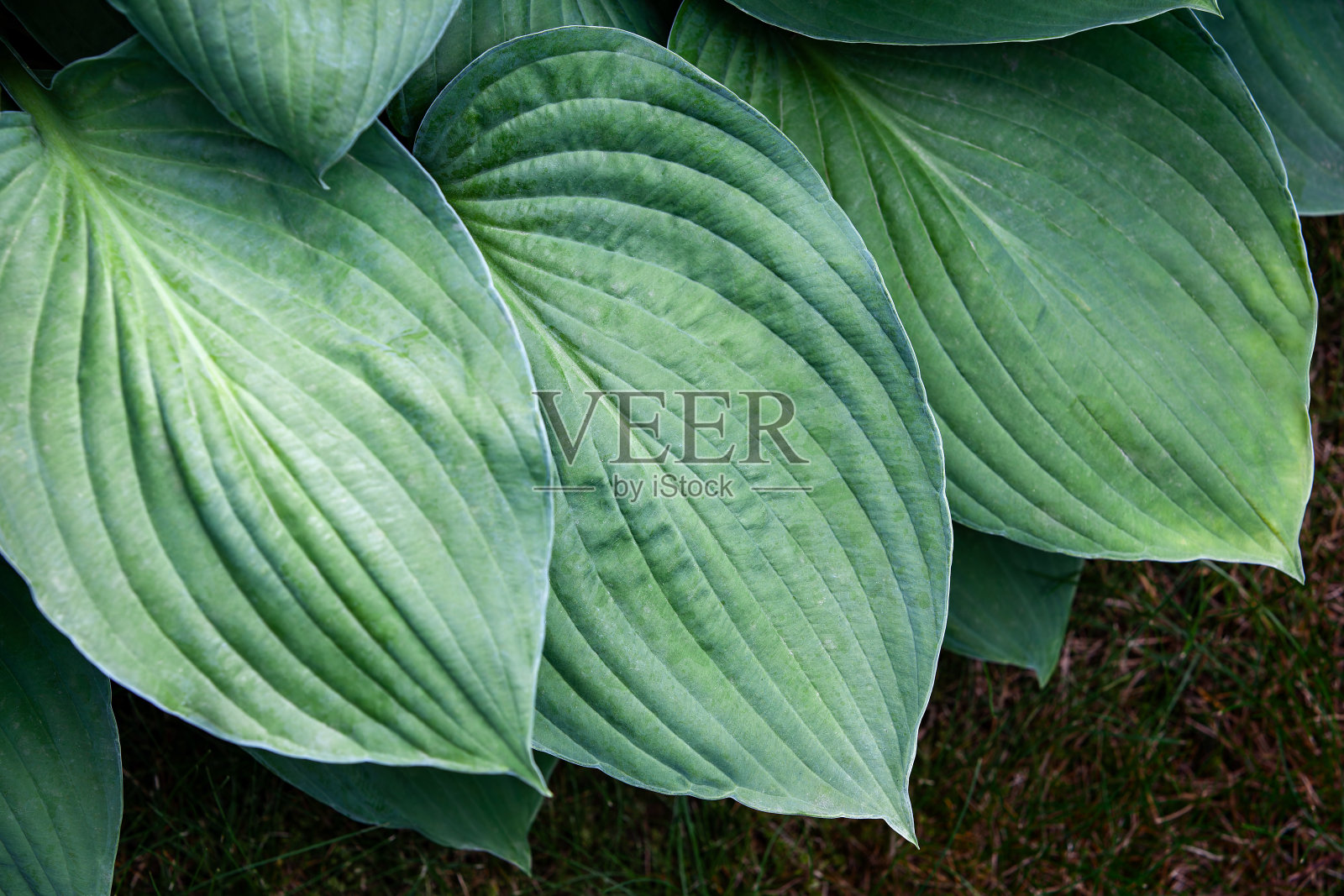 郁郁葱葱的大绿叶的背景与清晰的纹理在近距离。照片摄影图片