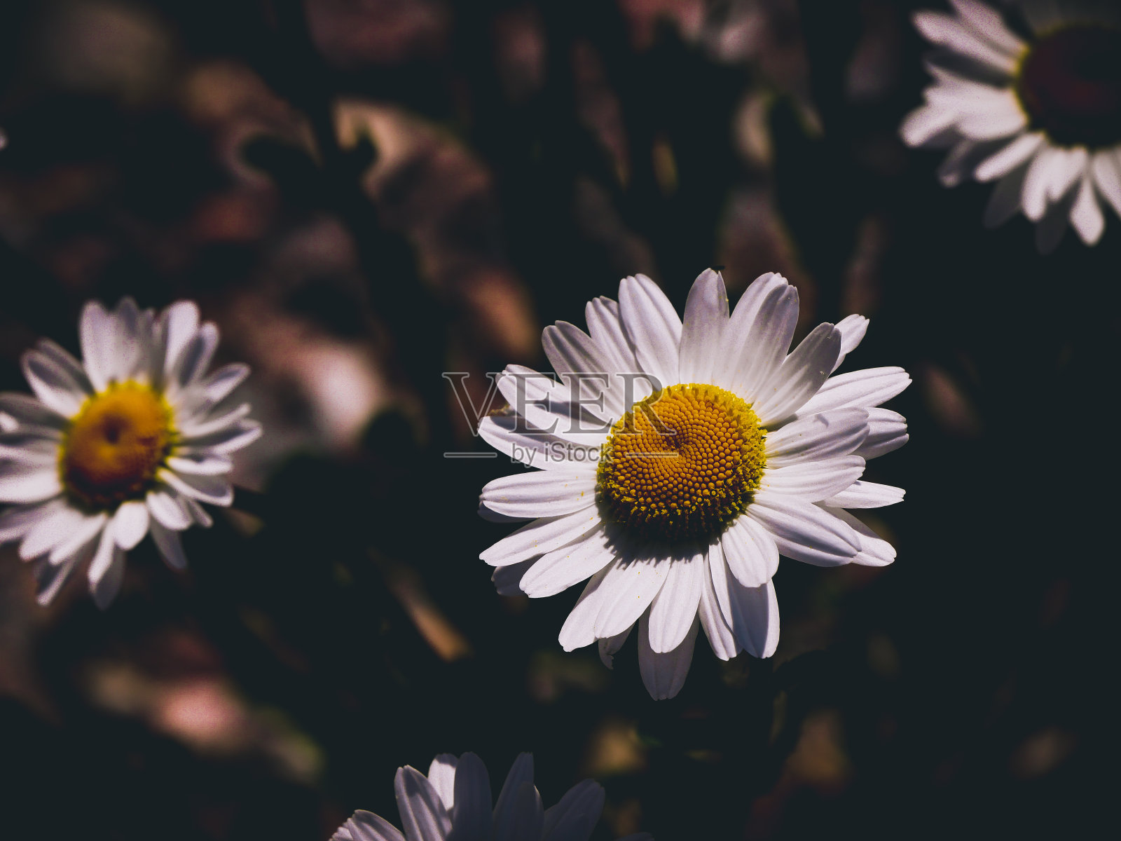 白色雏菊花的特写照片摄影图片