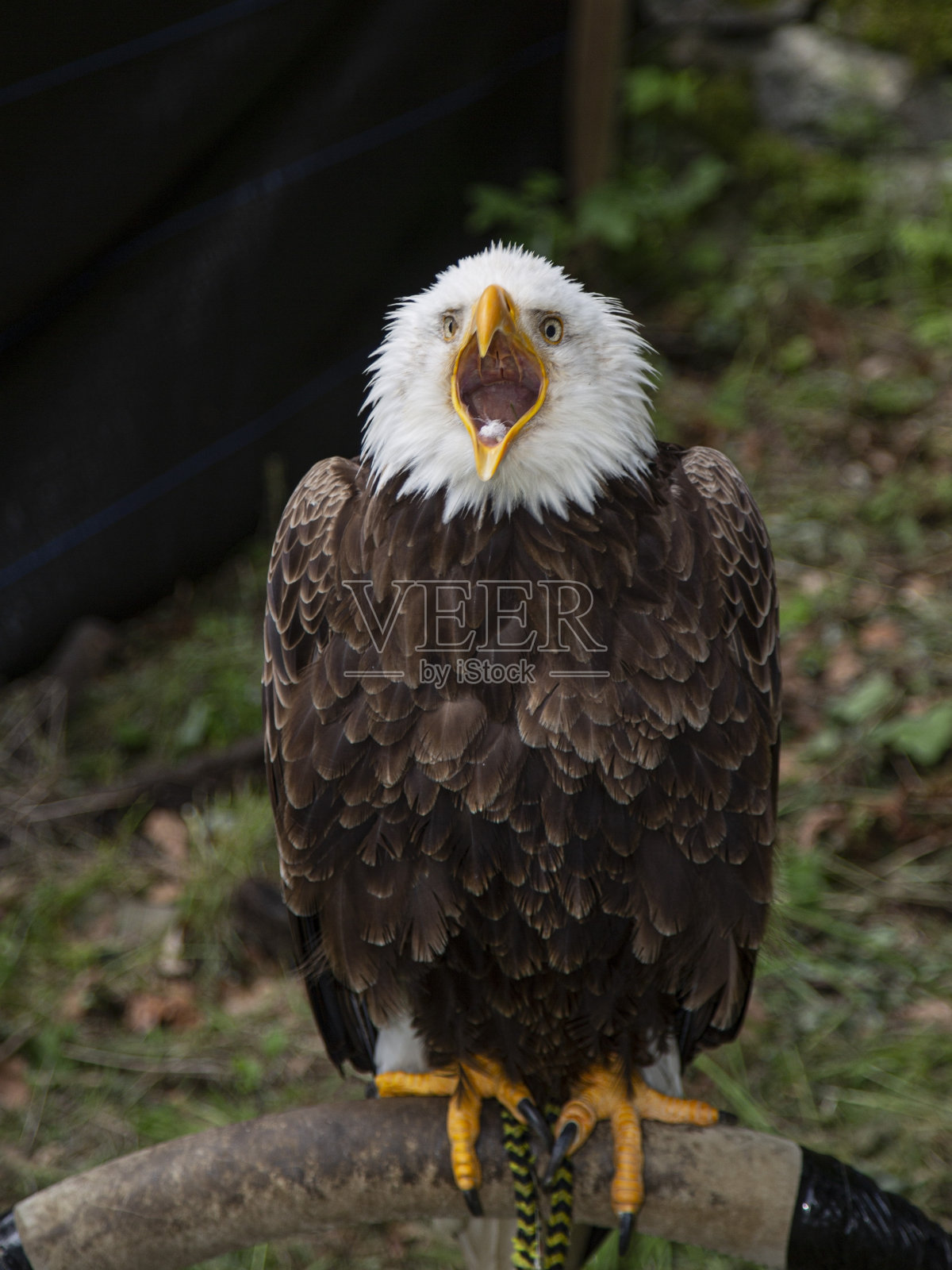 Bald Eagle Yawning.照片摄影图片