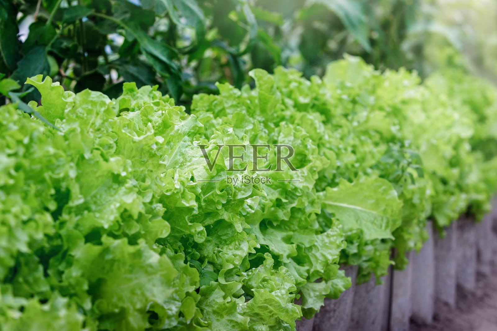 在一个阳光明媚的夏日，花坛上新鲜成熟的生菜叶子。照片摄影图片
