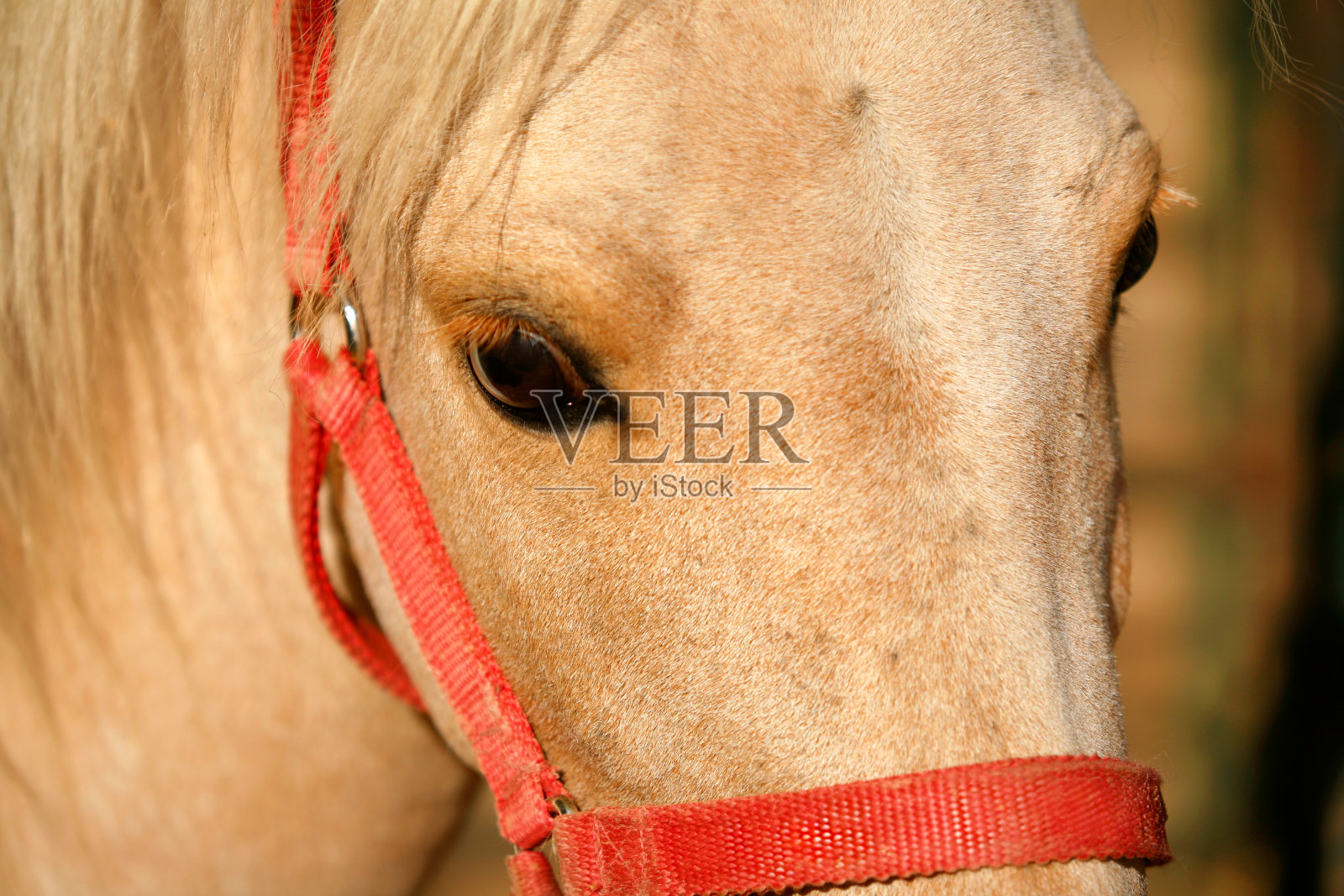 有橙色笼头的帕洛米诺马。照片摄影图片