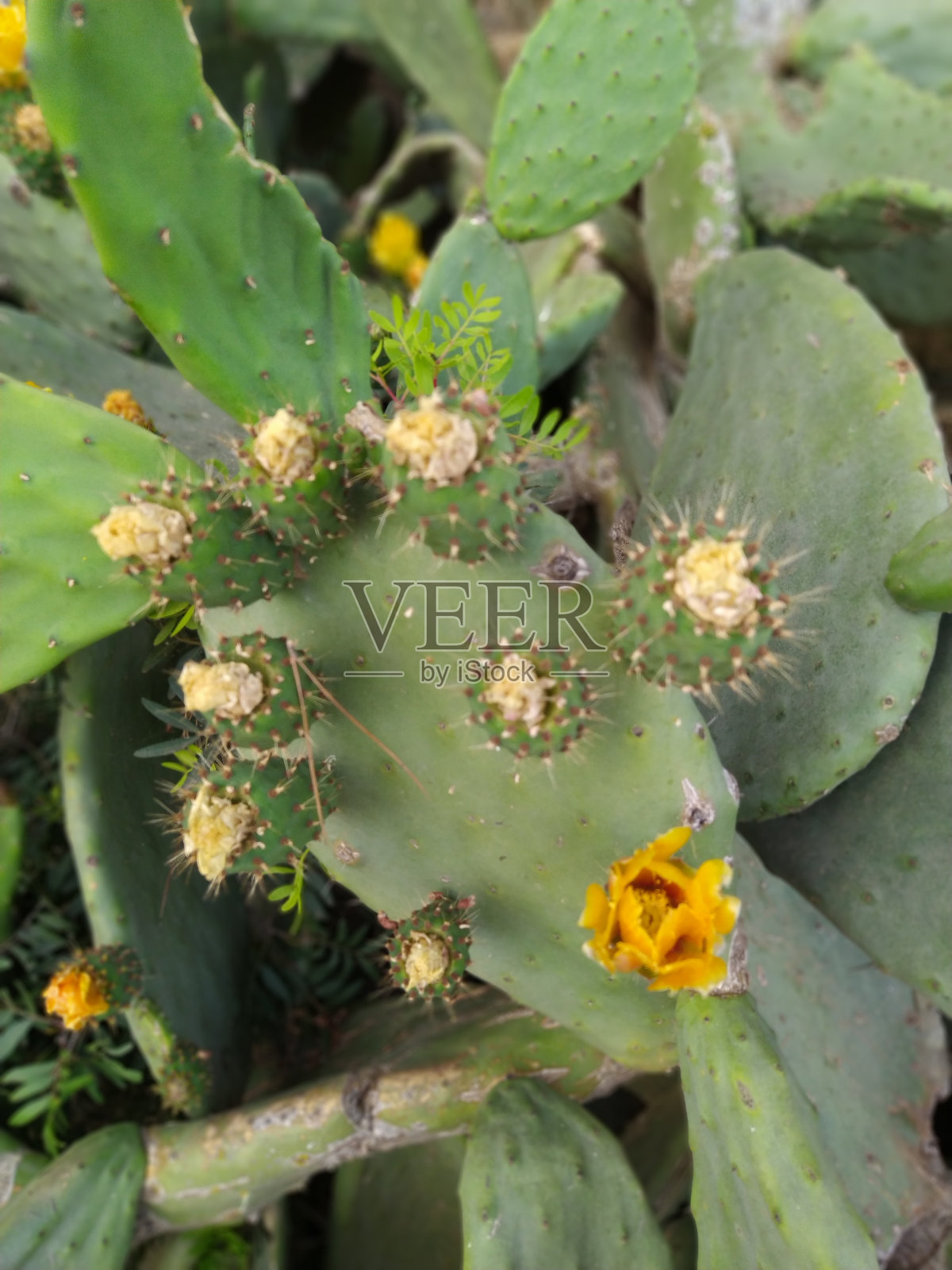 盛开的仙人掌-无花果树照片摄影图片