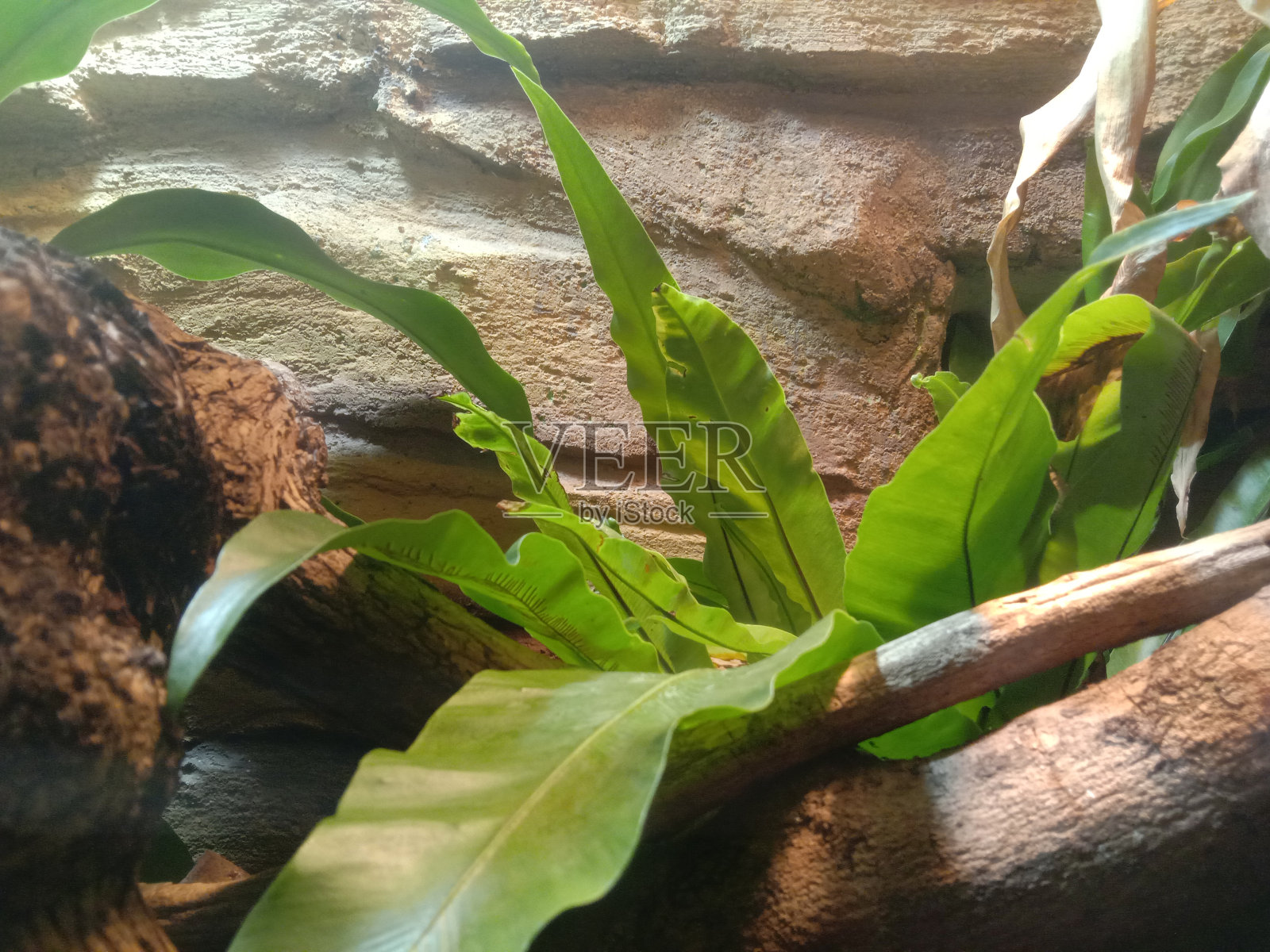 燕窝钉照片摄影图片