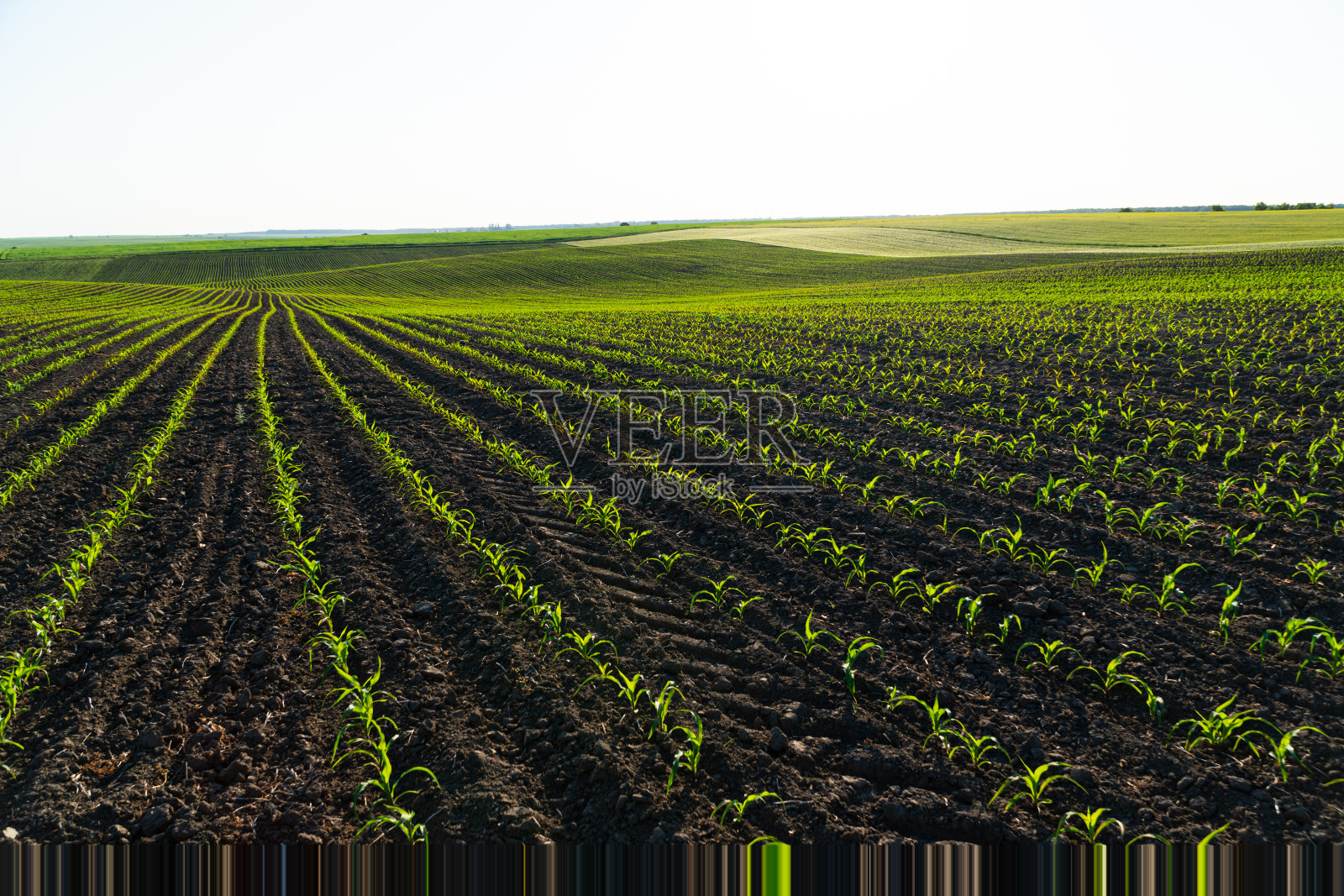 一排排的玉米幼苗。新鲜的绿色玉米芽。种植玉米。农业业务。农业场景照片摄影图片