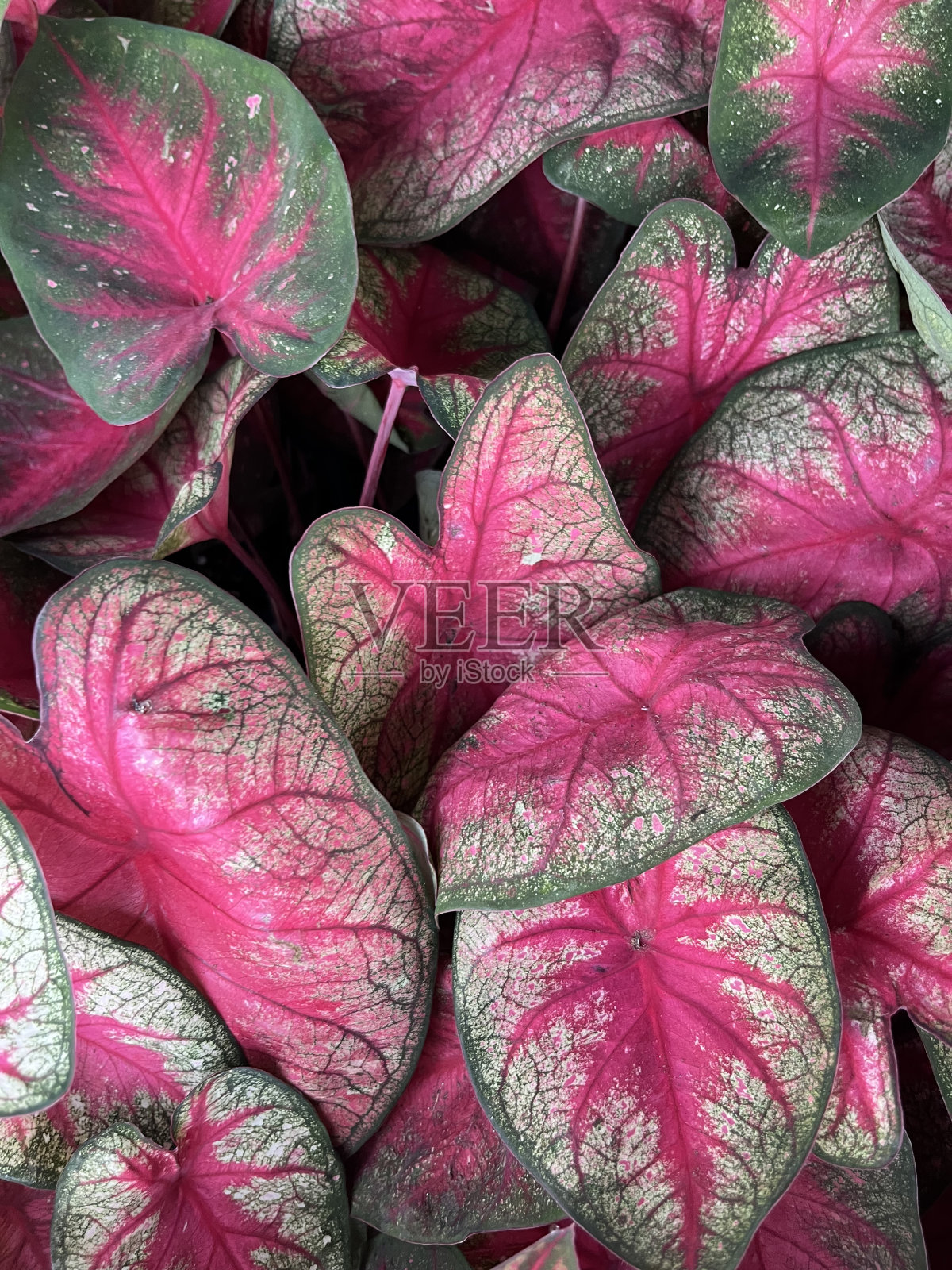 耶稣之心植物照片摄影图片