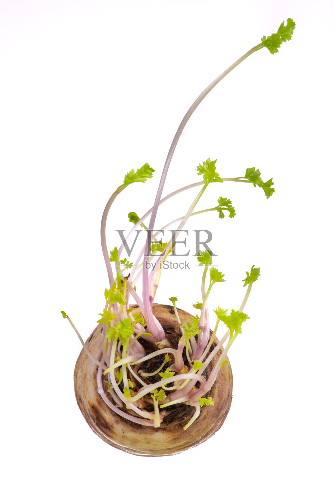 一片带芽的欧芹照片摄影图片