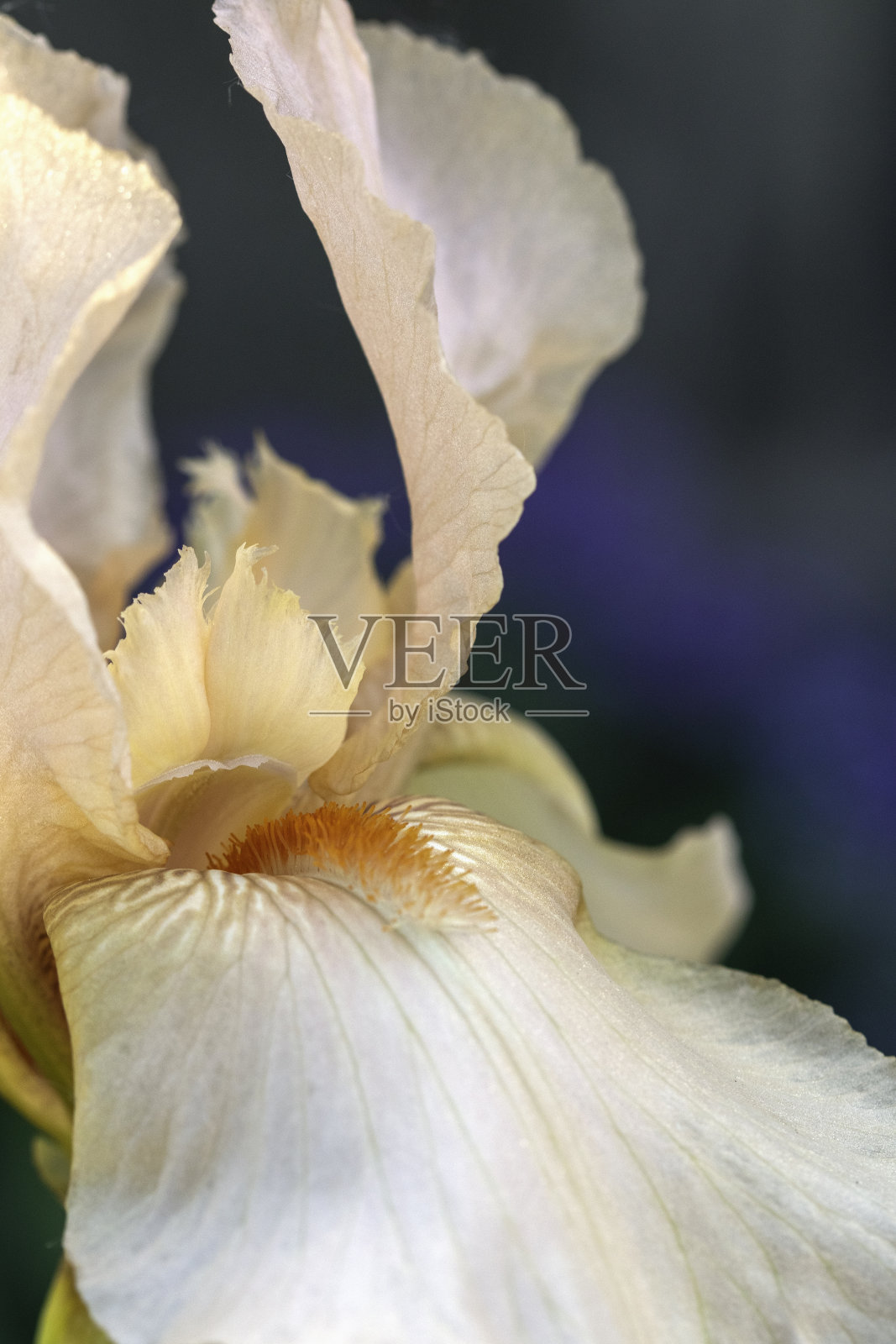 虹膜宏照片摄影图片