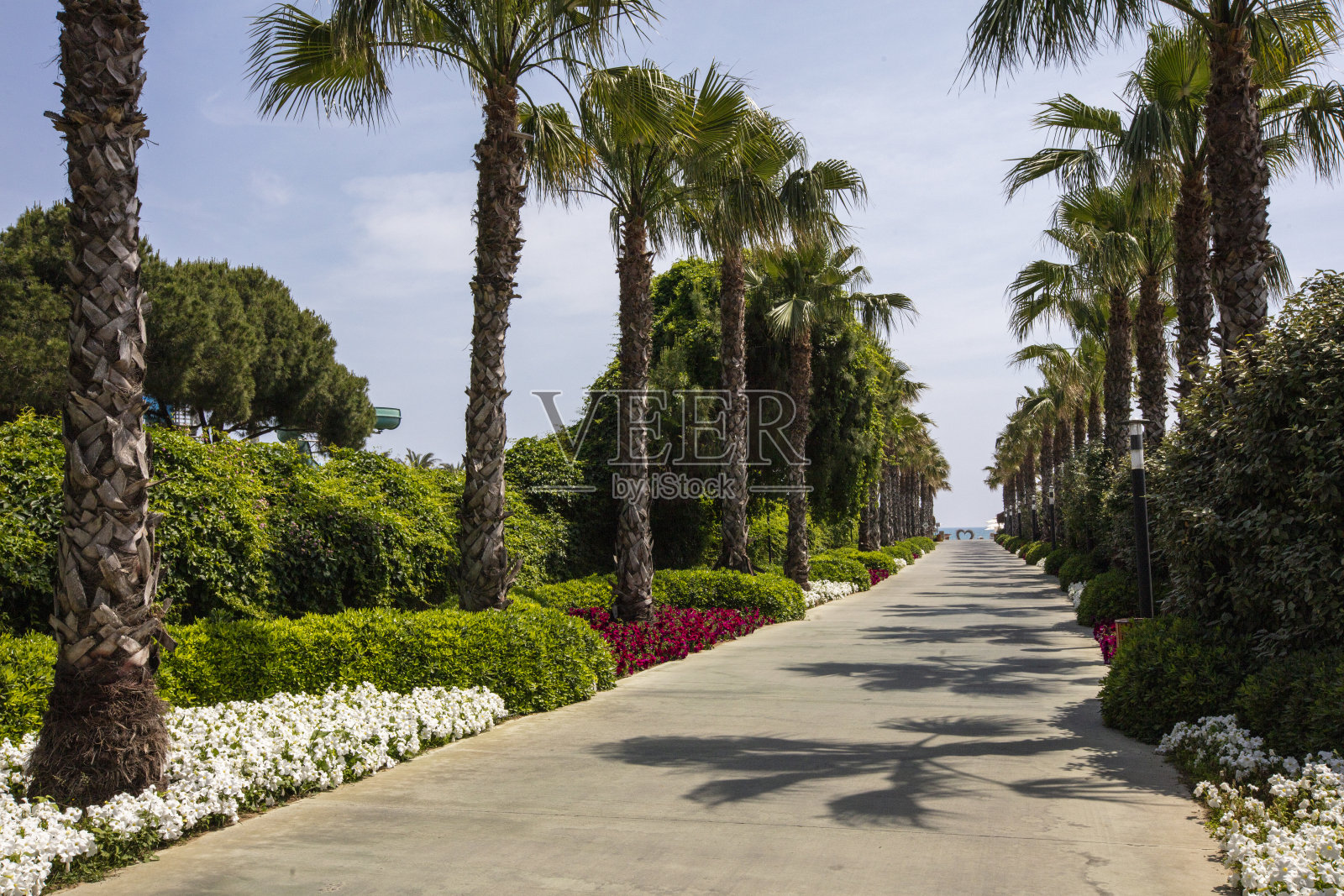 棕榈树林立的街道照片摄影图片