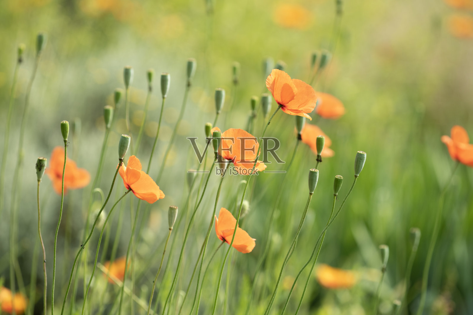 花园里的罂粟照片摄影图片