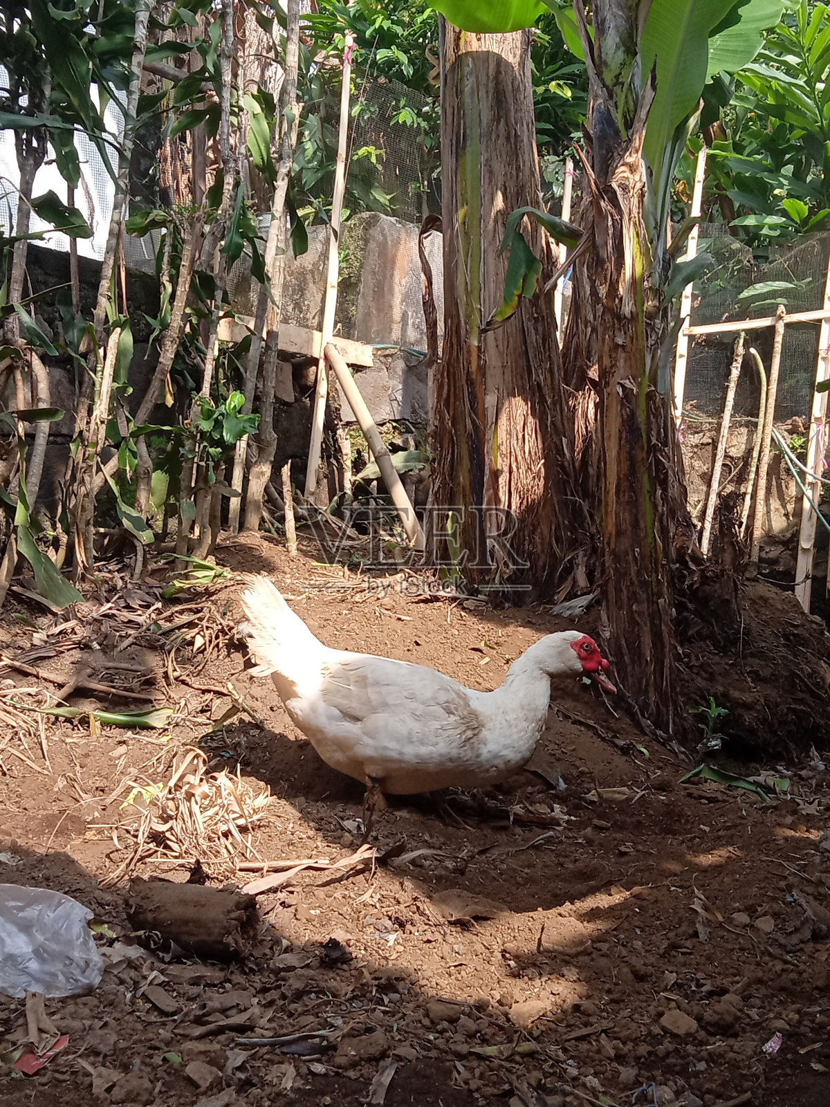 公白鸭照片摄影图片