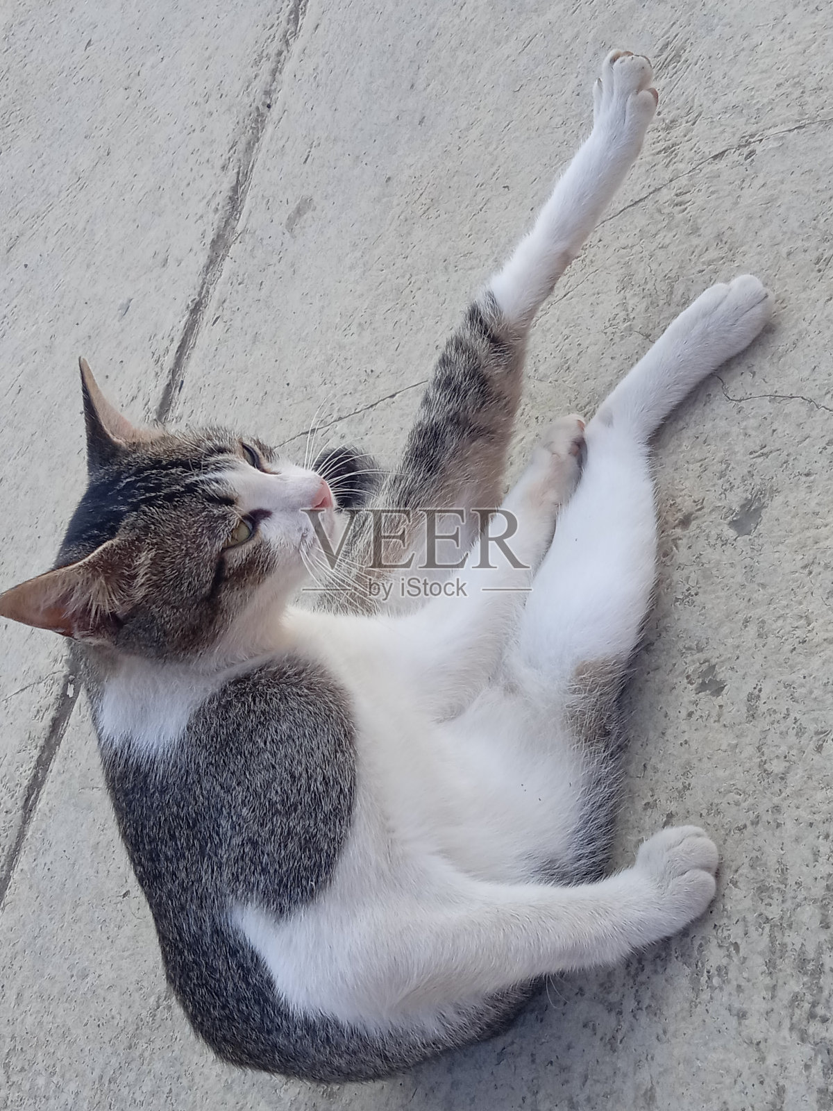 一只猫照片摄影图片