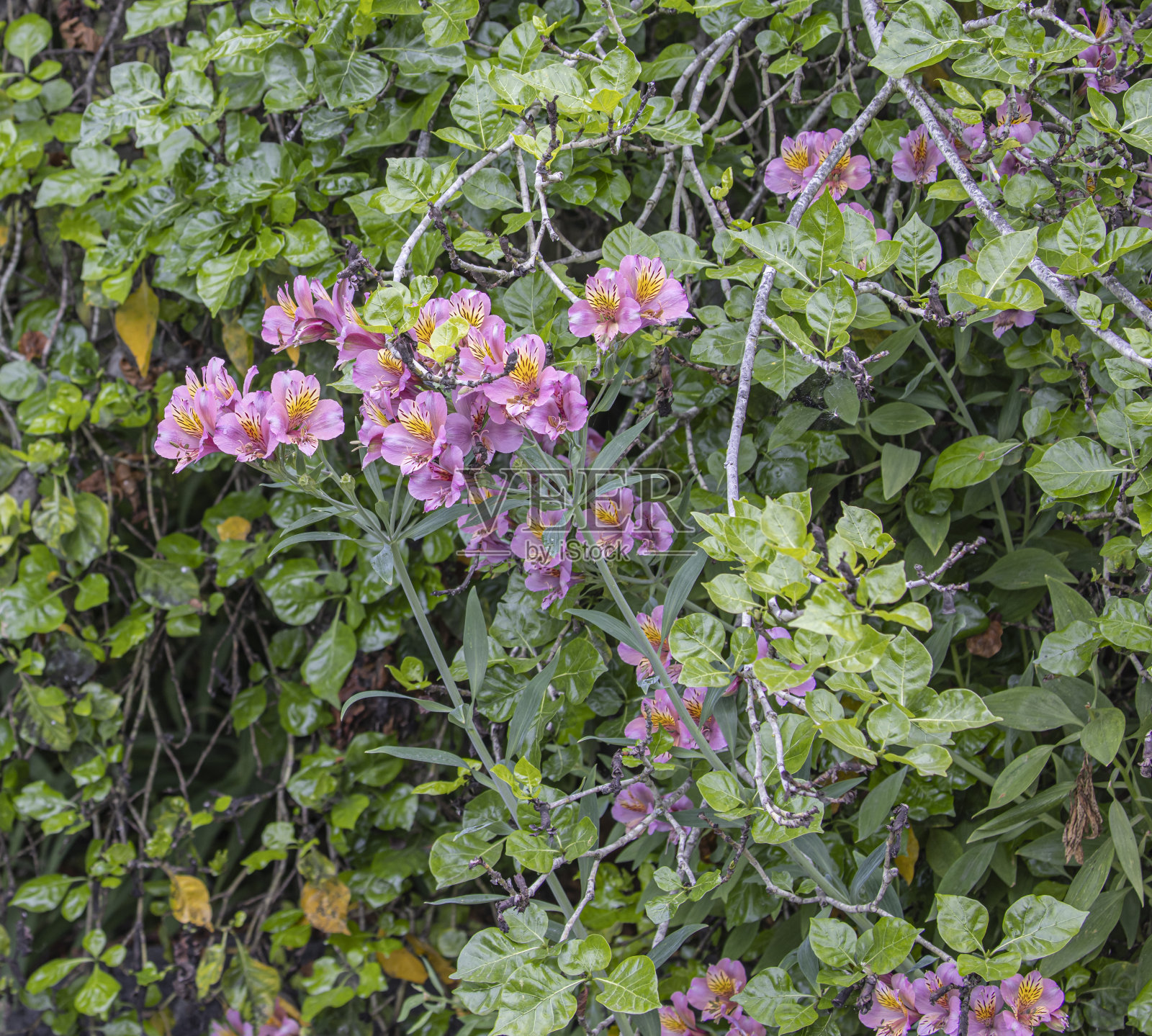 秘鲁莉莉照片摄影图片