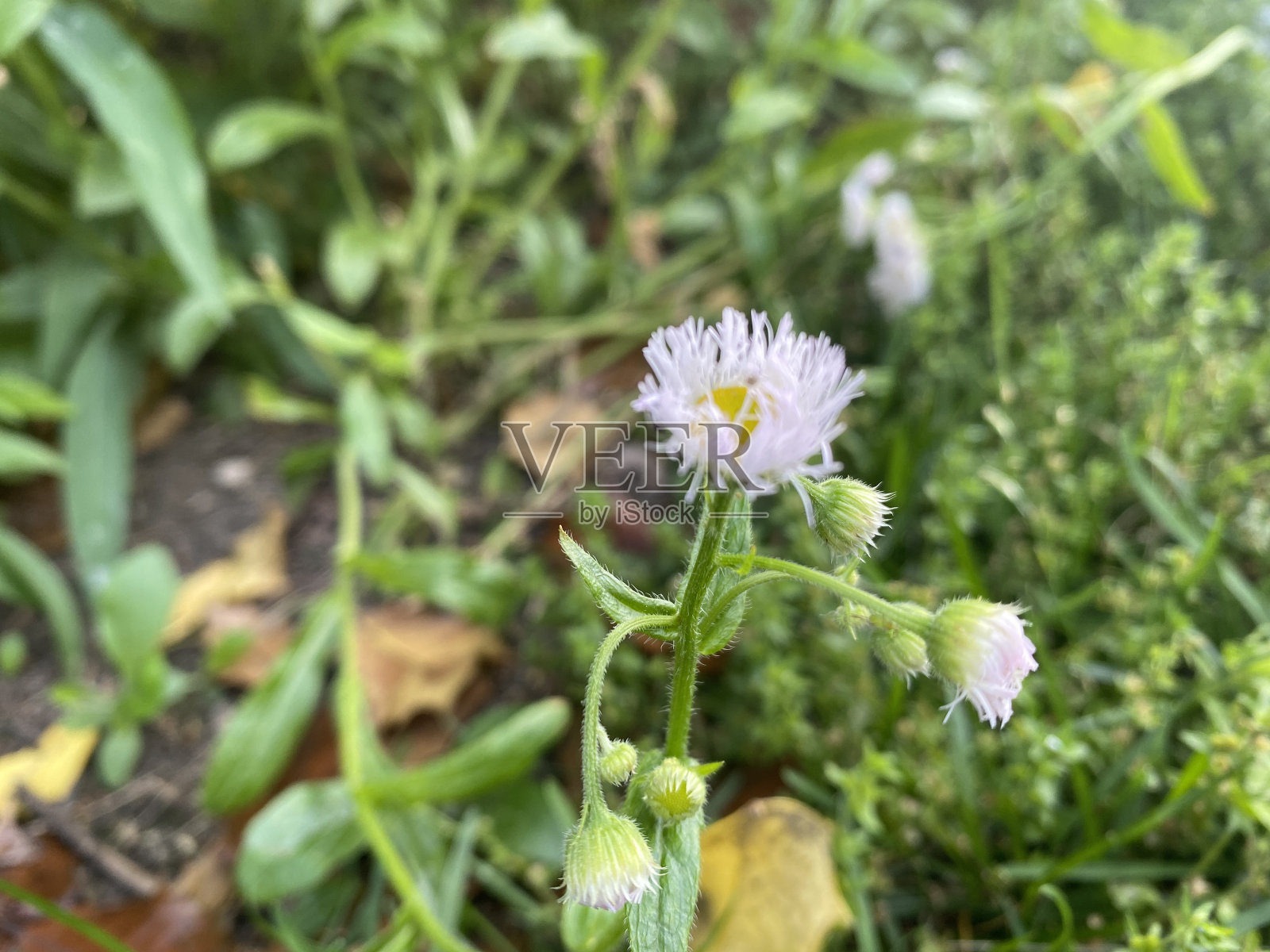 小白黄花照片摄影图片