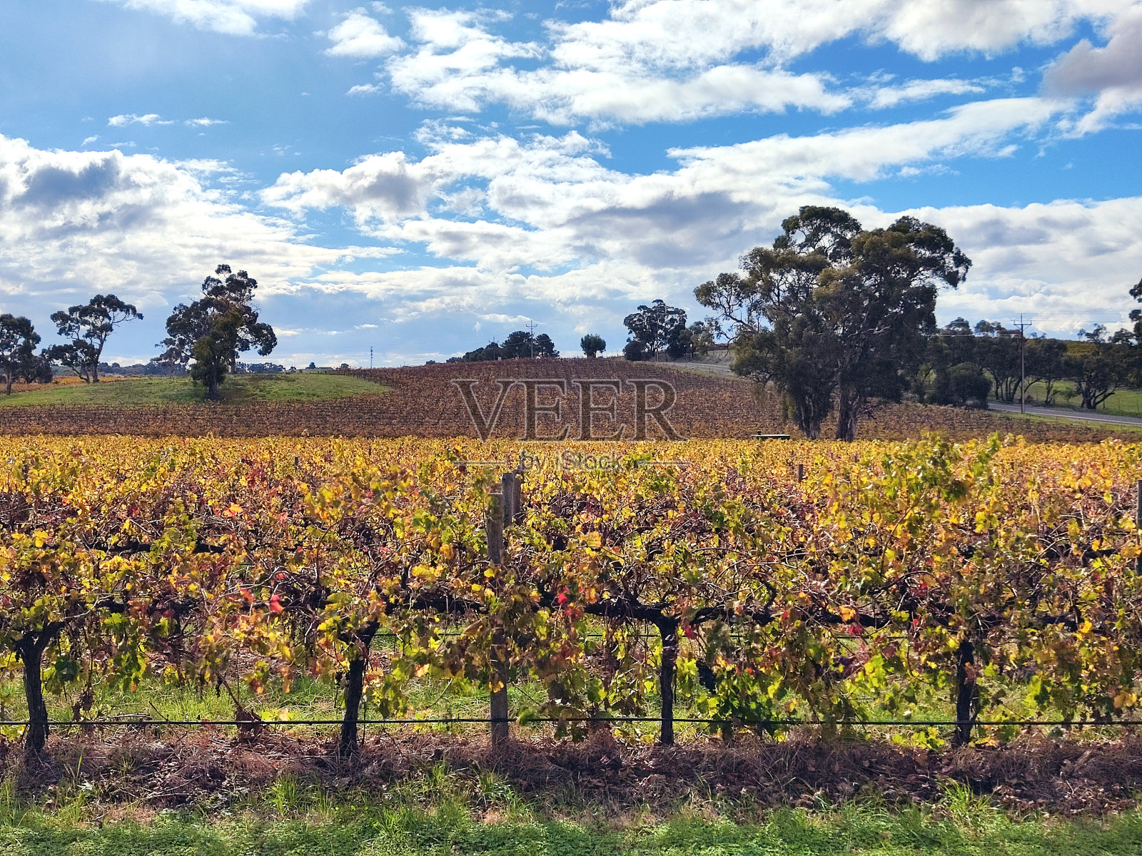 南澳大利亚巴罗萨谷的葡萄园照片摄影图片