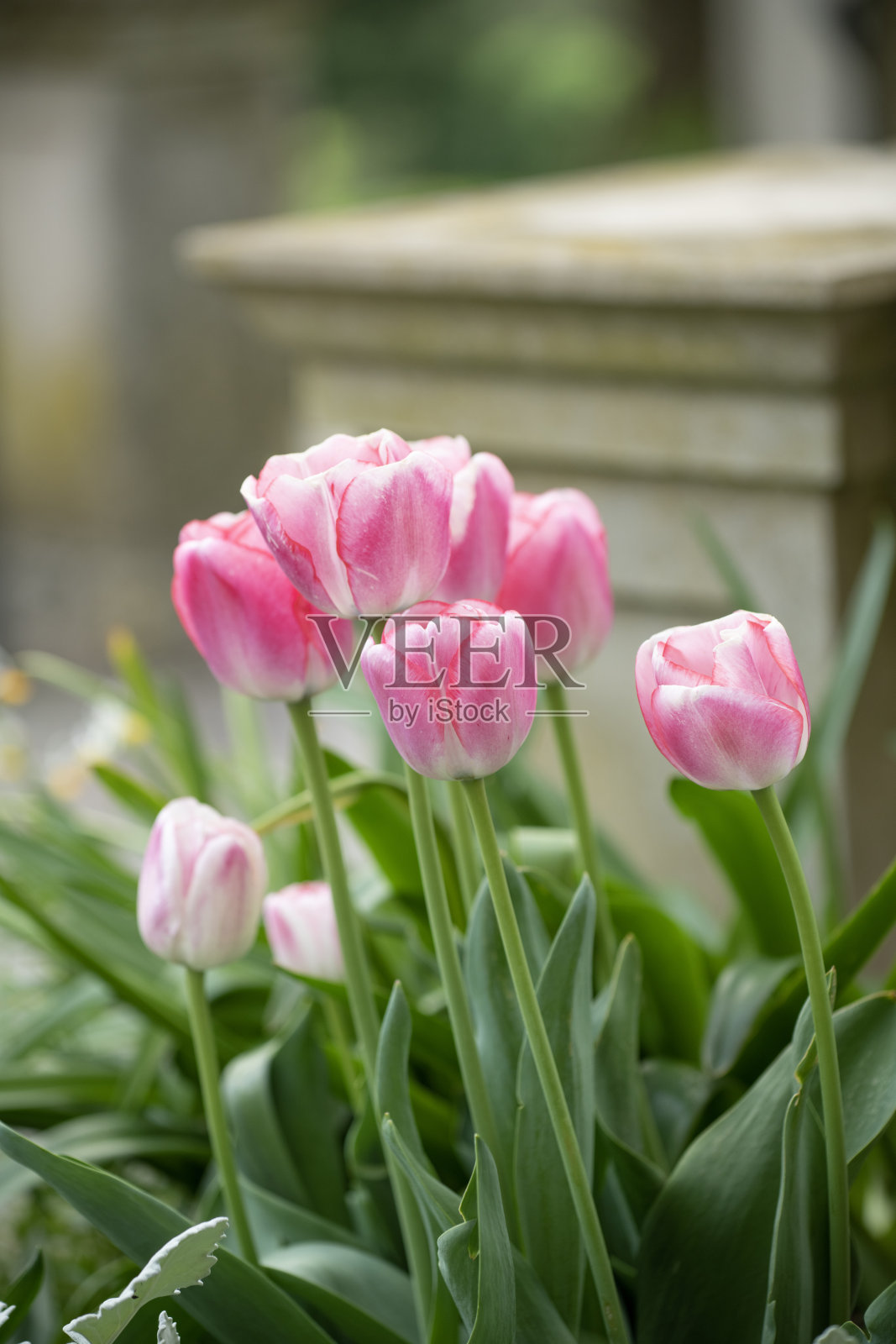 郁金香照片摄影图片